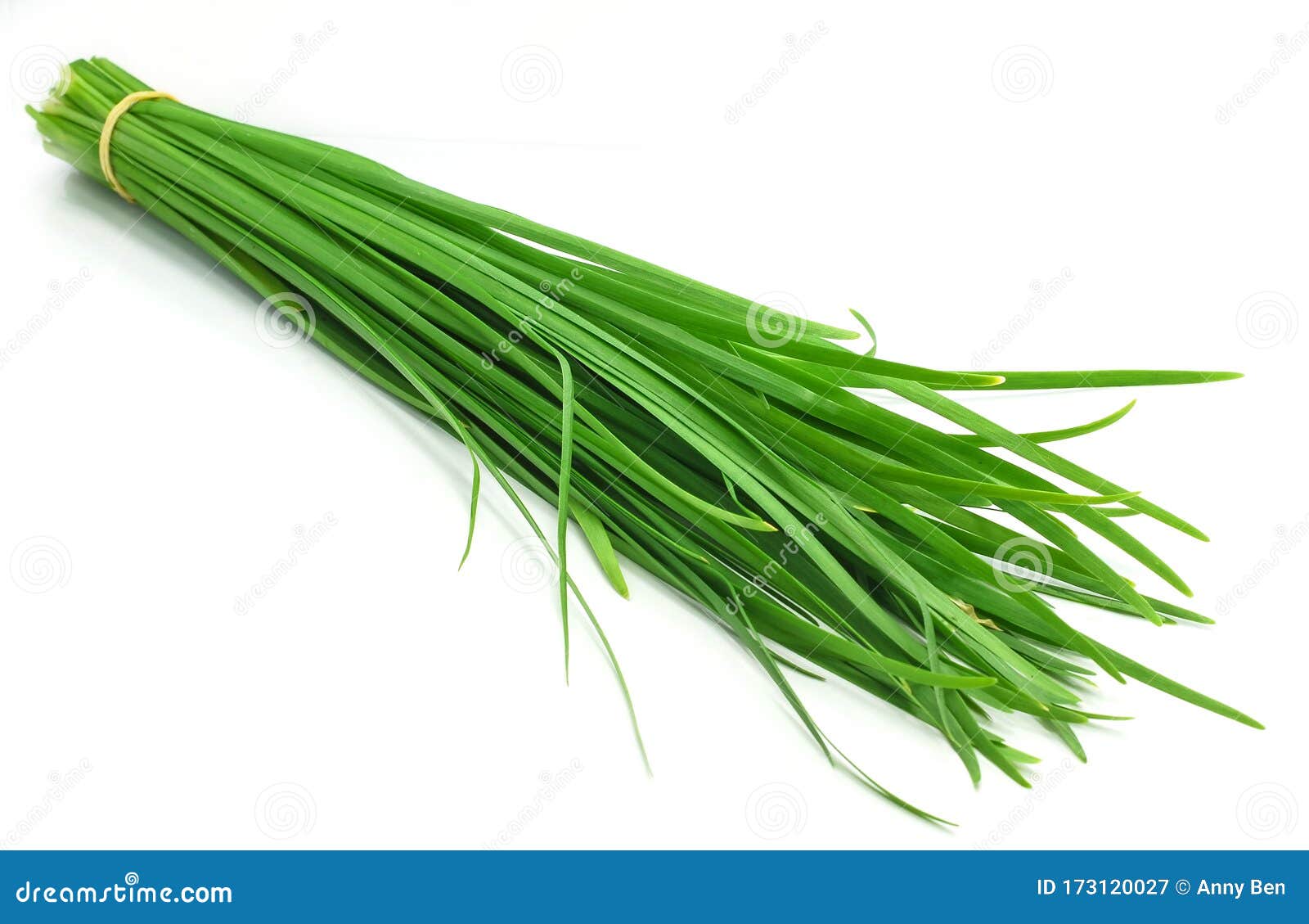 Garlic Chives Isolated on White Background Stock Image Image of