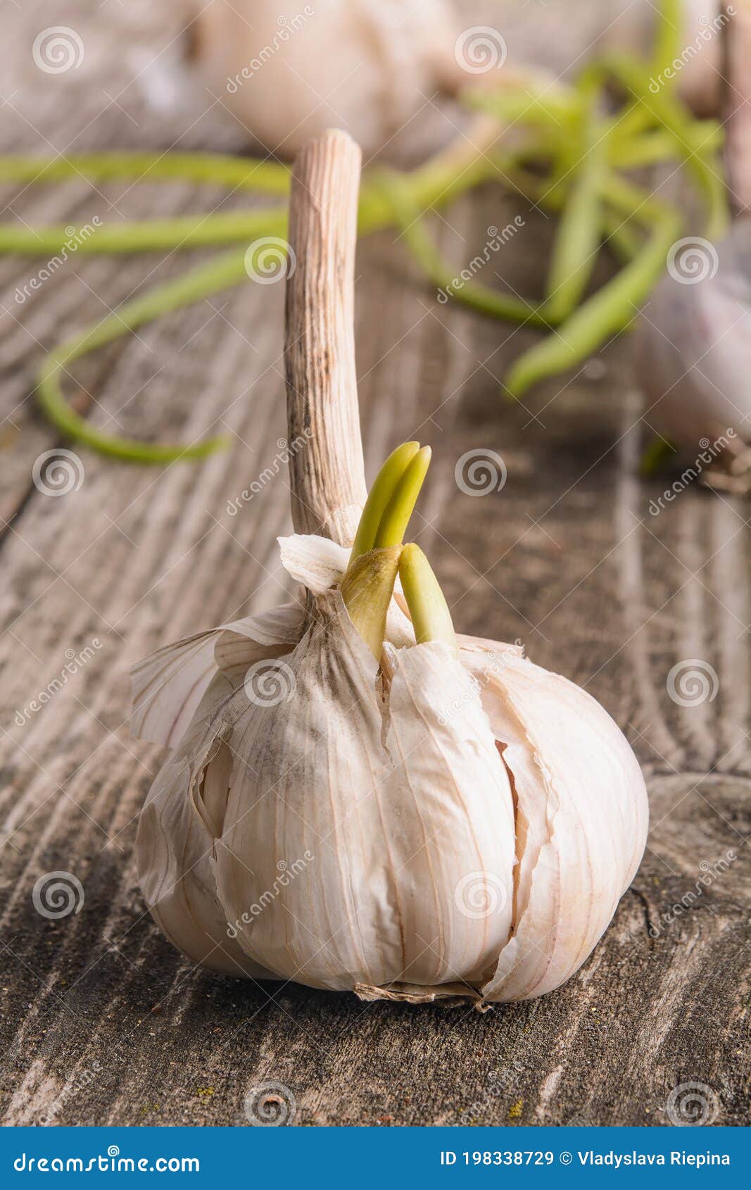 fresh garlic with green germinal sprout on  wooden table Ã¢â¬â image