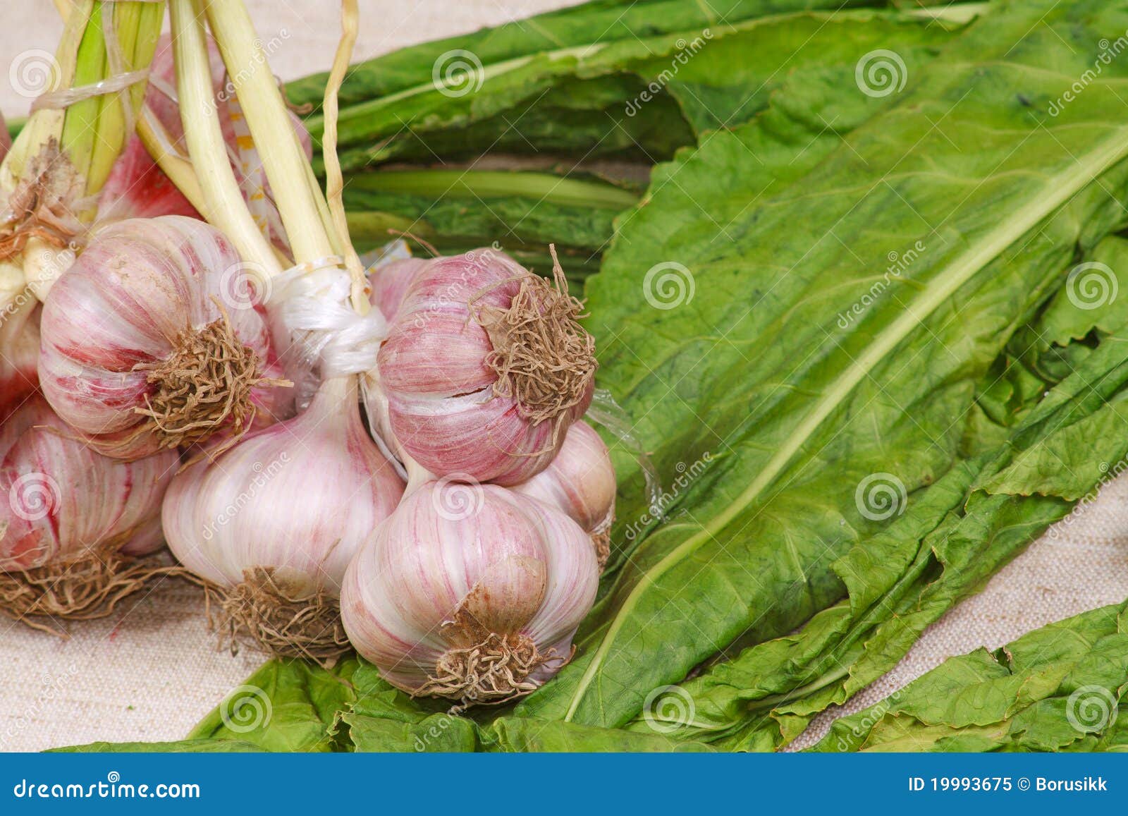 The Fresh Garlic and Greens Stock Image Image of garlic, ration 19993675