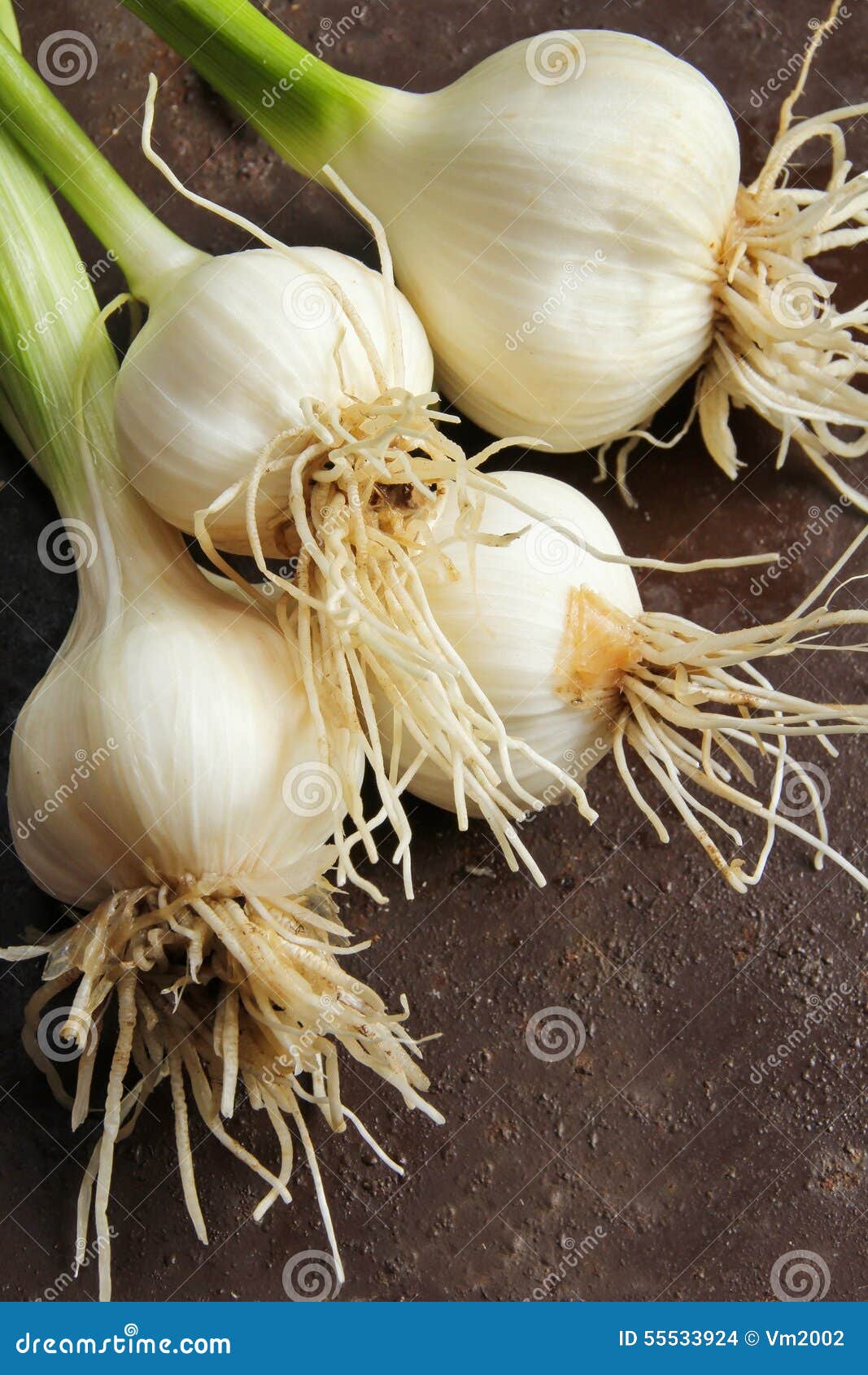 Fresh Garlic With Stem From Kitchen Garden Stock Photo Image Of Garden Overhead 55533924