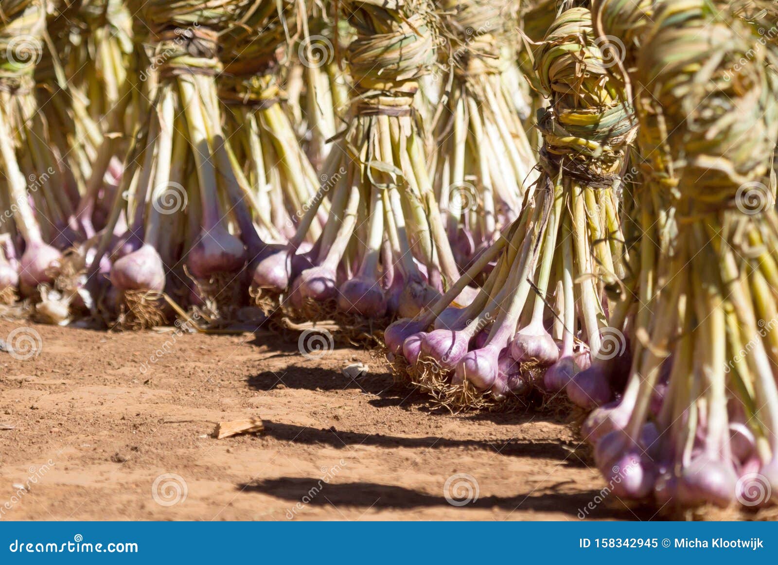 fresh garlic, vegatables, bundles