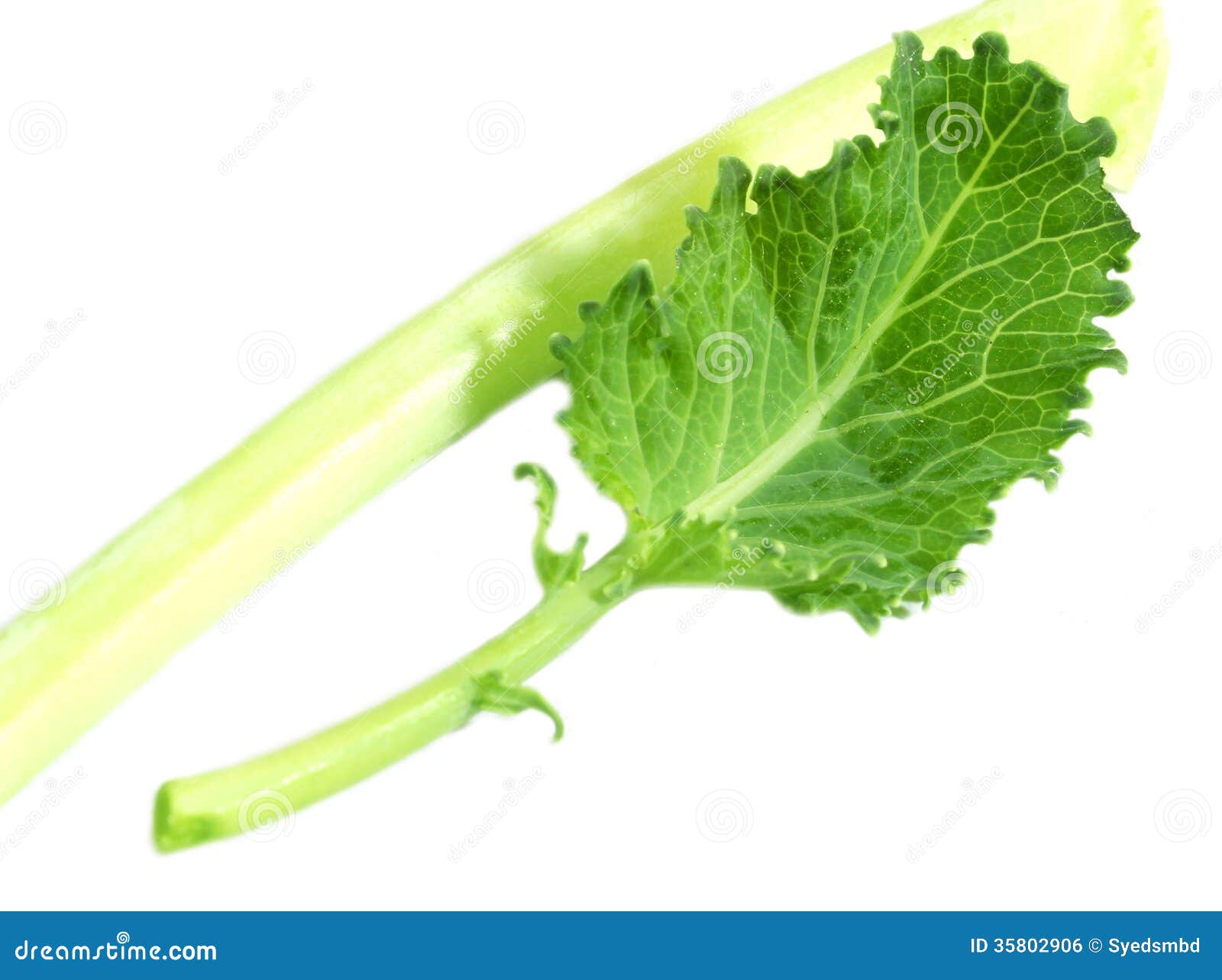 Fresh German Turnips Leaves Stock Photo Image of kohlrube, german