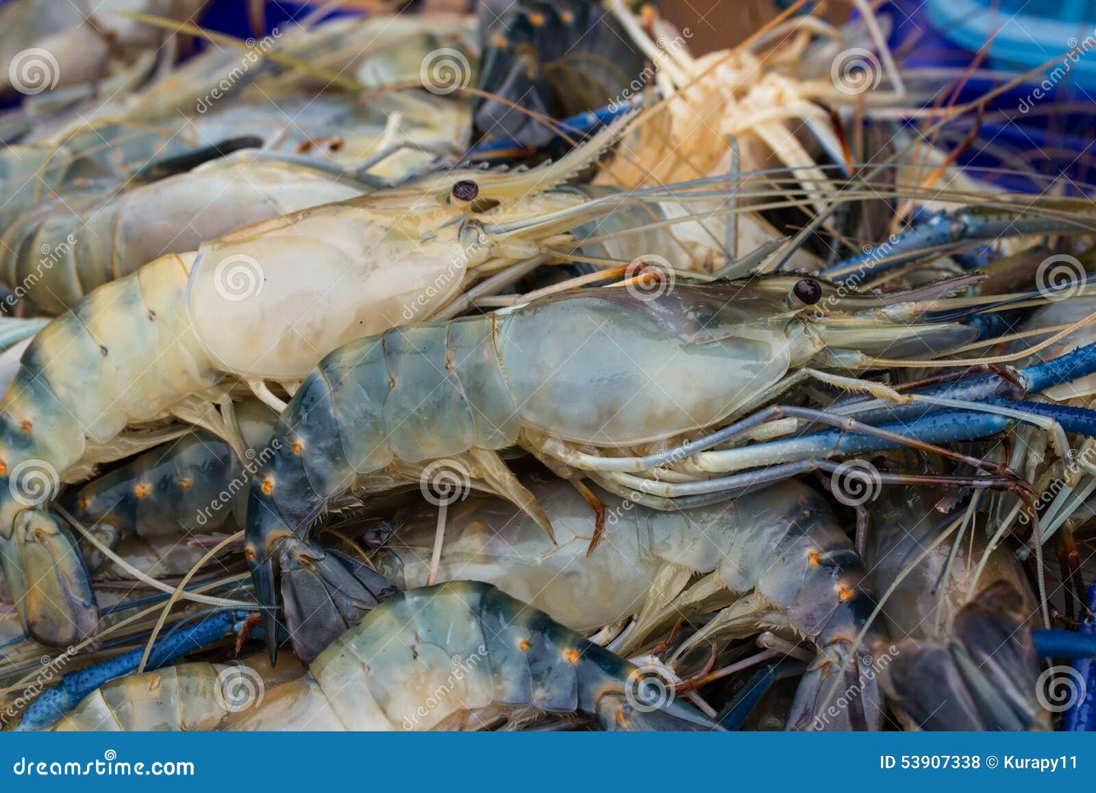 Fresh Giant Prawn are on Sale in the Bazaar Stock Photo Image of sale