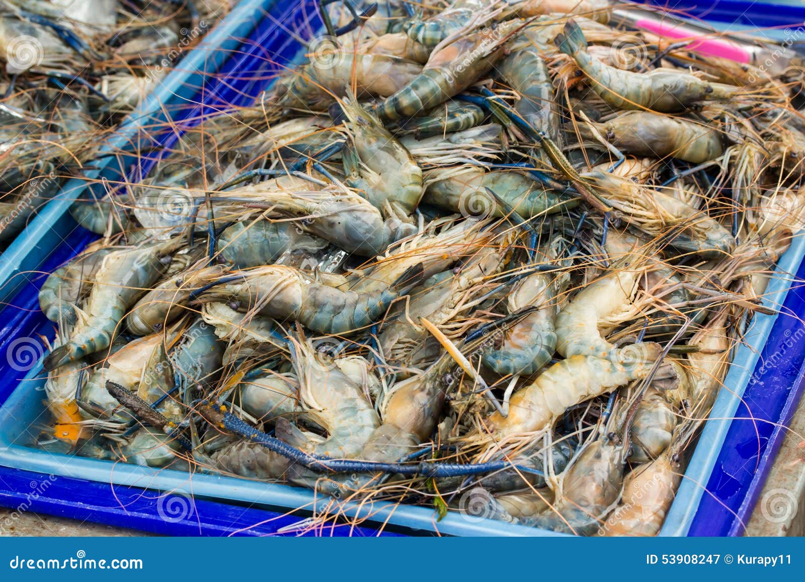 Fresh Giant Prawn are on Sale in the Bazaar Stock Image Image of sell