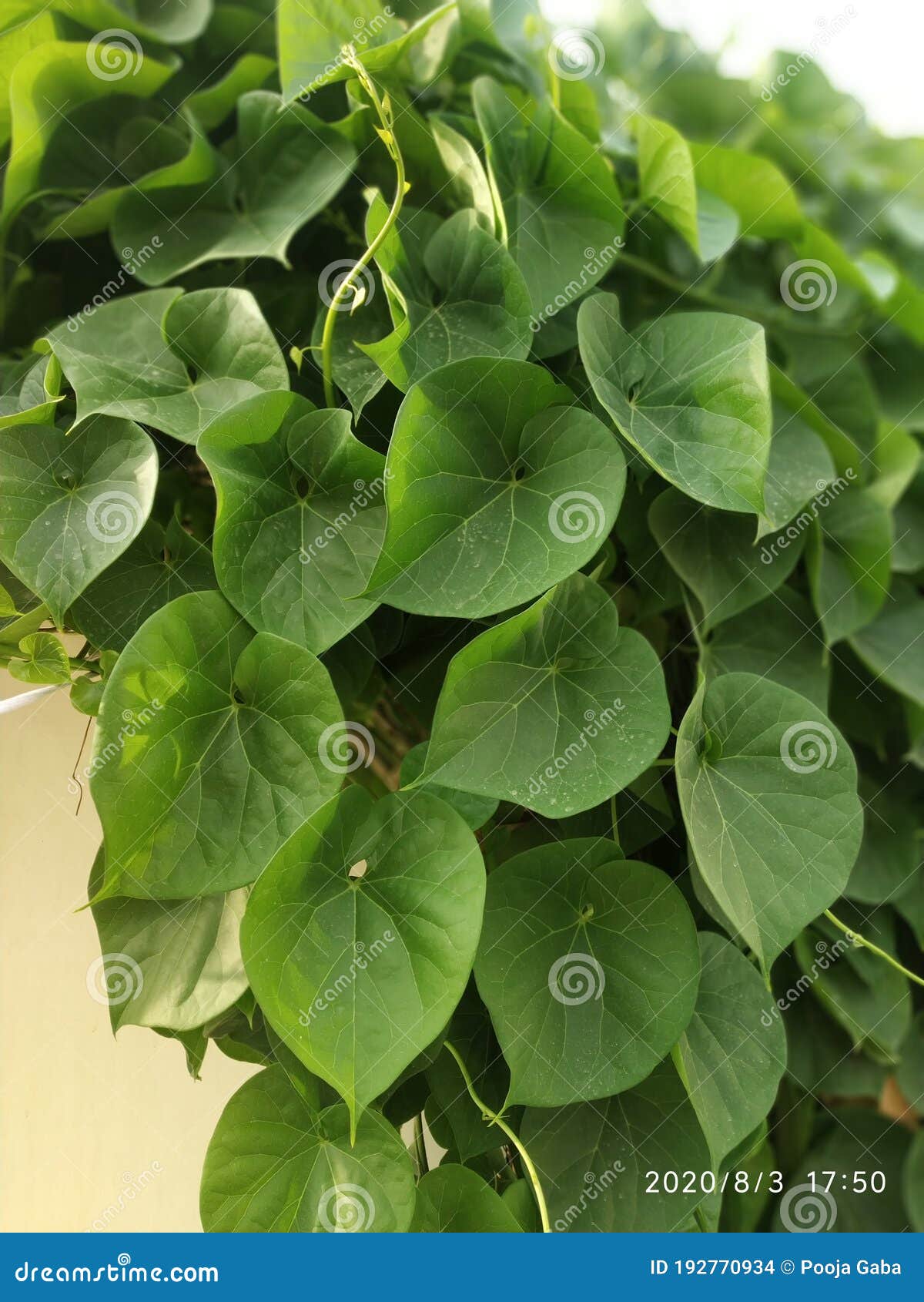 fresh giloy or tinospora cordifolia plant green leaves