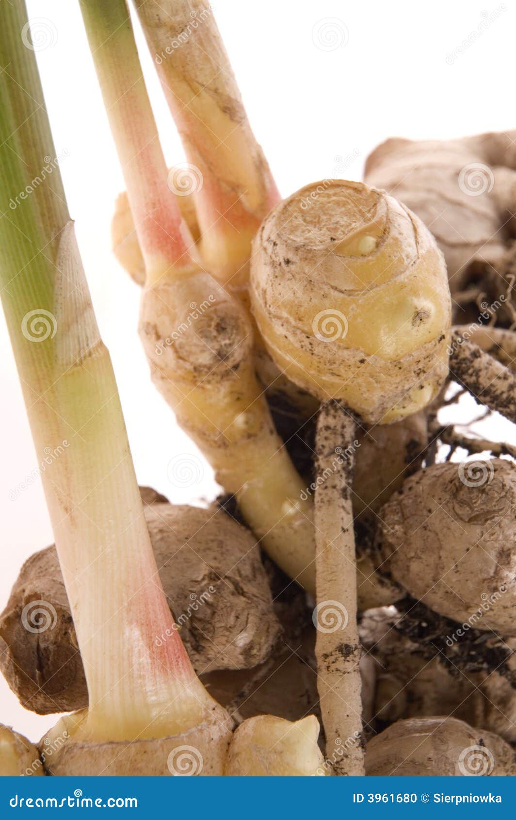 Fresh ginger root. plant stock photo. Image of market 3961680