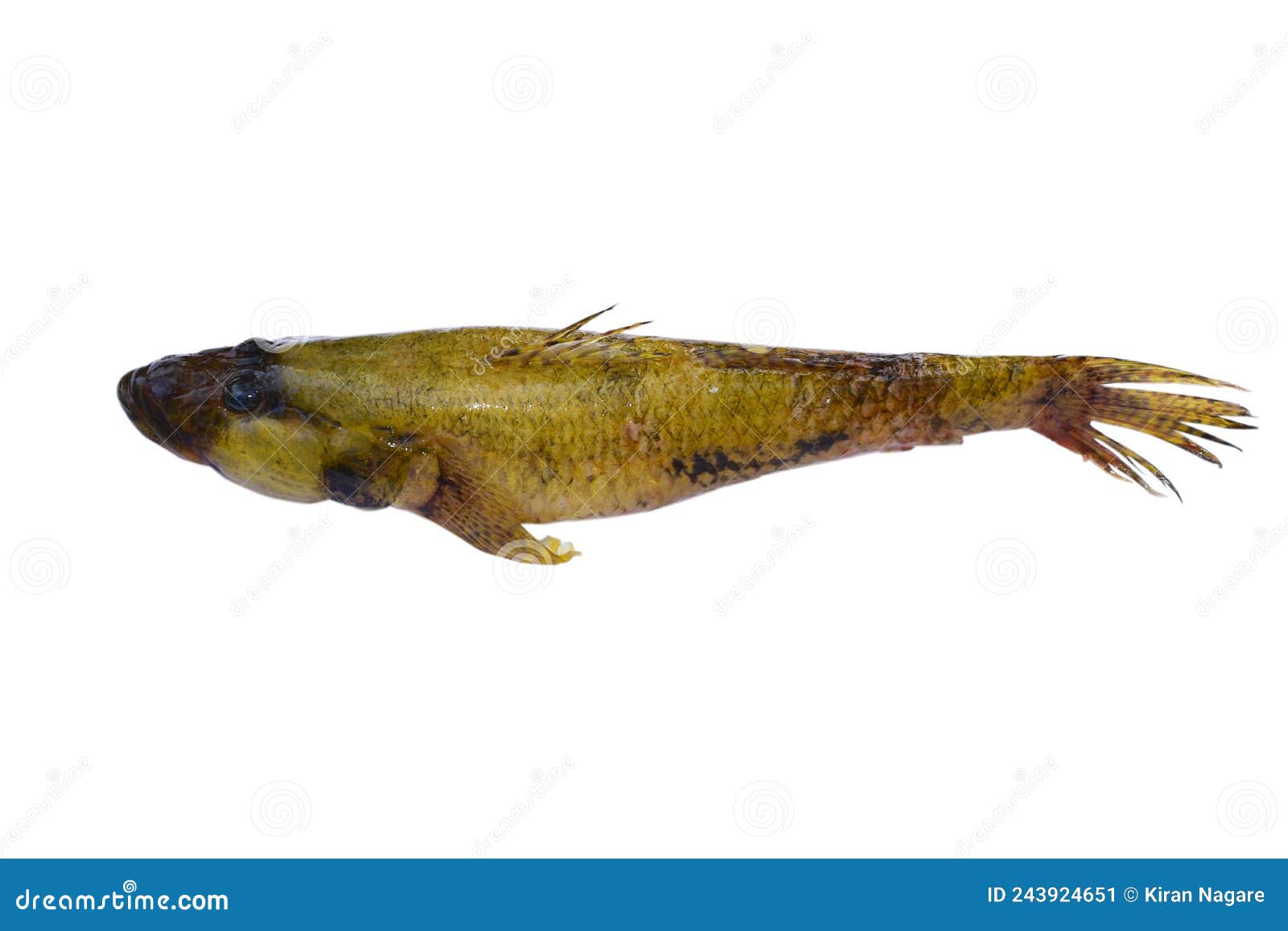 Fresh goby fish. stock image. Image of isolated, background 243924651