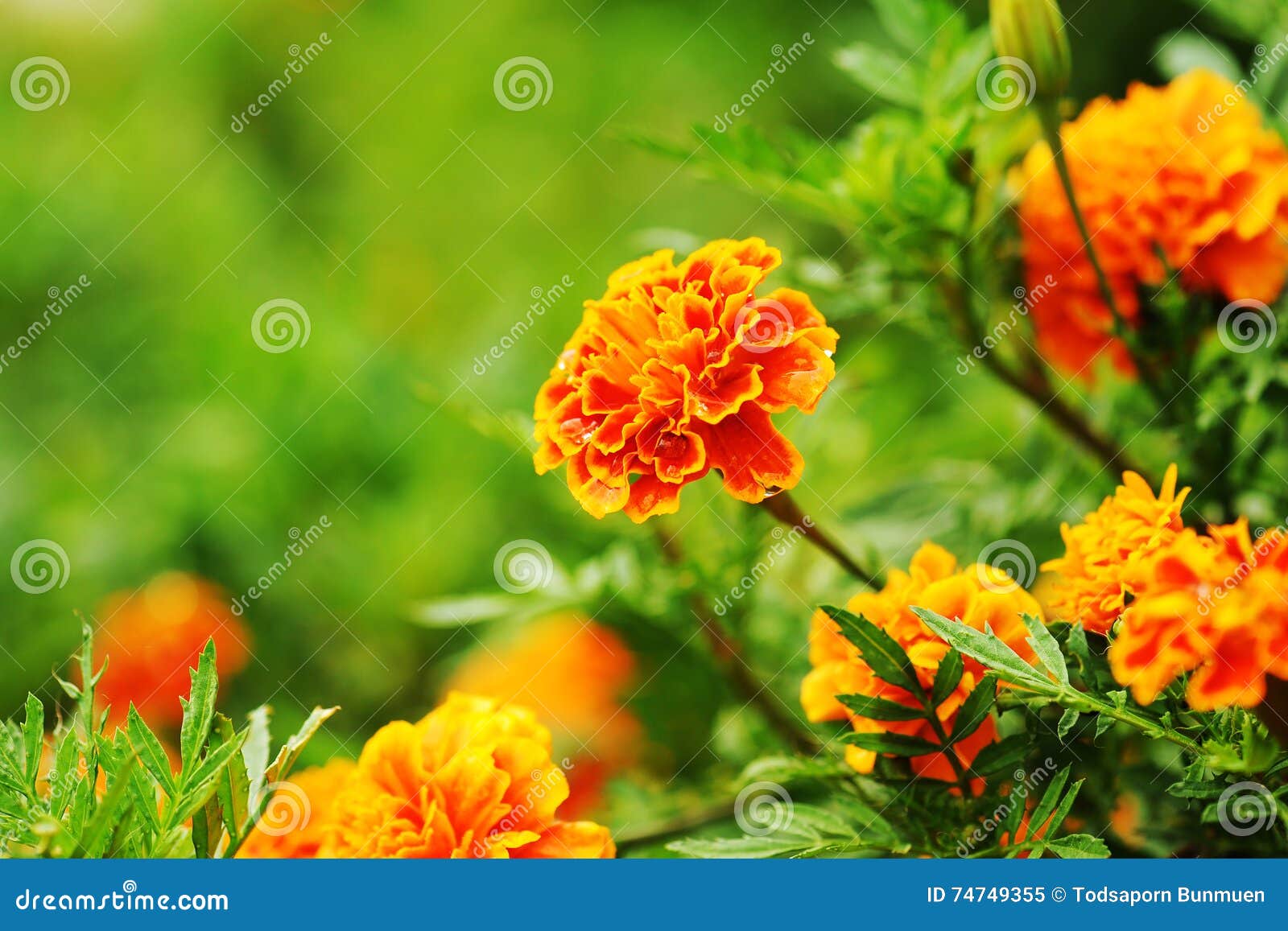 Fresh Gold Marigolds Flower in the Garden Stock Image Image of