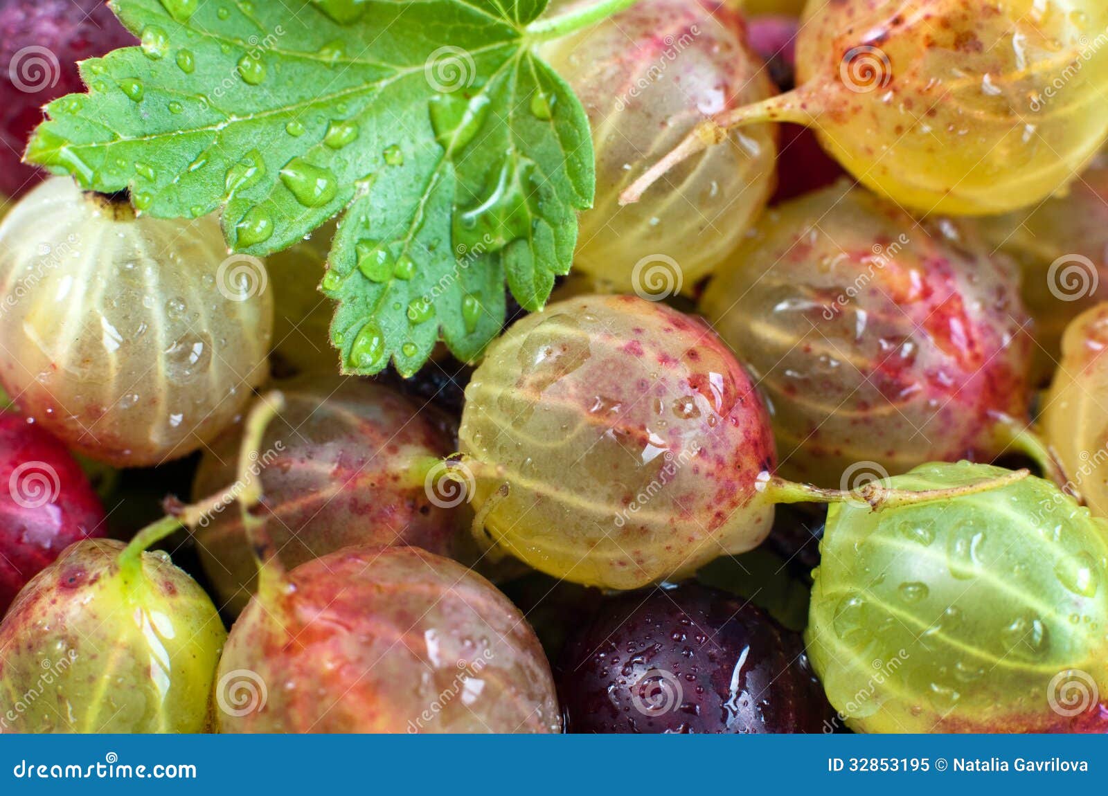 Fresh gooseberry stock image. Image of gooseberry, objects 32853195