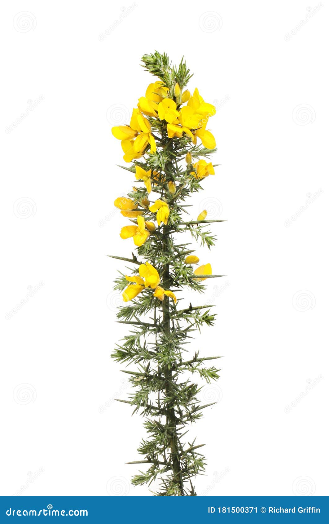 Fresh gorse flowers stock image. Image of flower, fresh 181500371