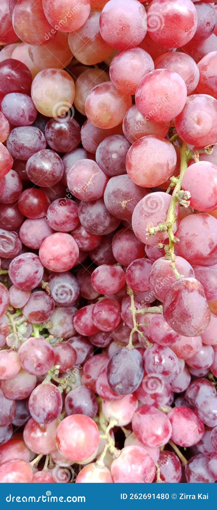 Fresh Grapes Picked Straight from the Plantation Stock Photo Image of plantation, apple 262691480