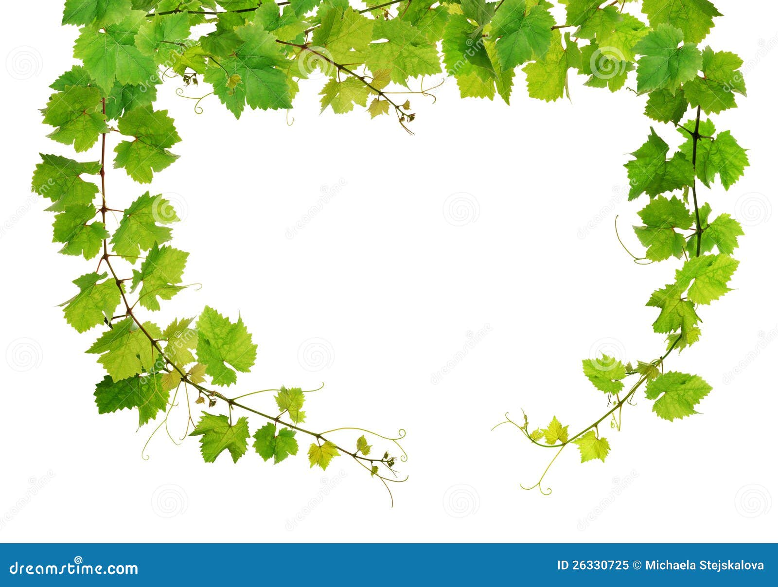 grapevine border clipart free - photo #28