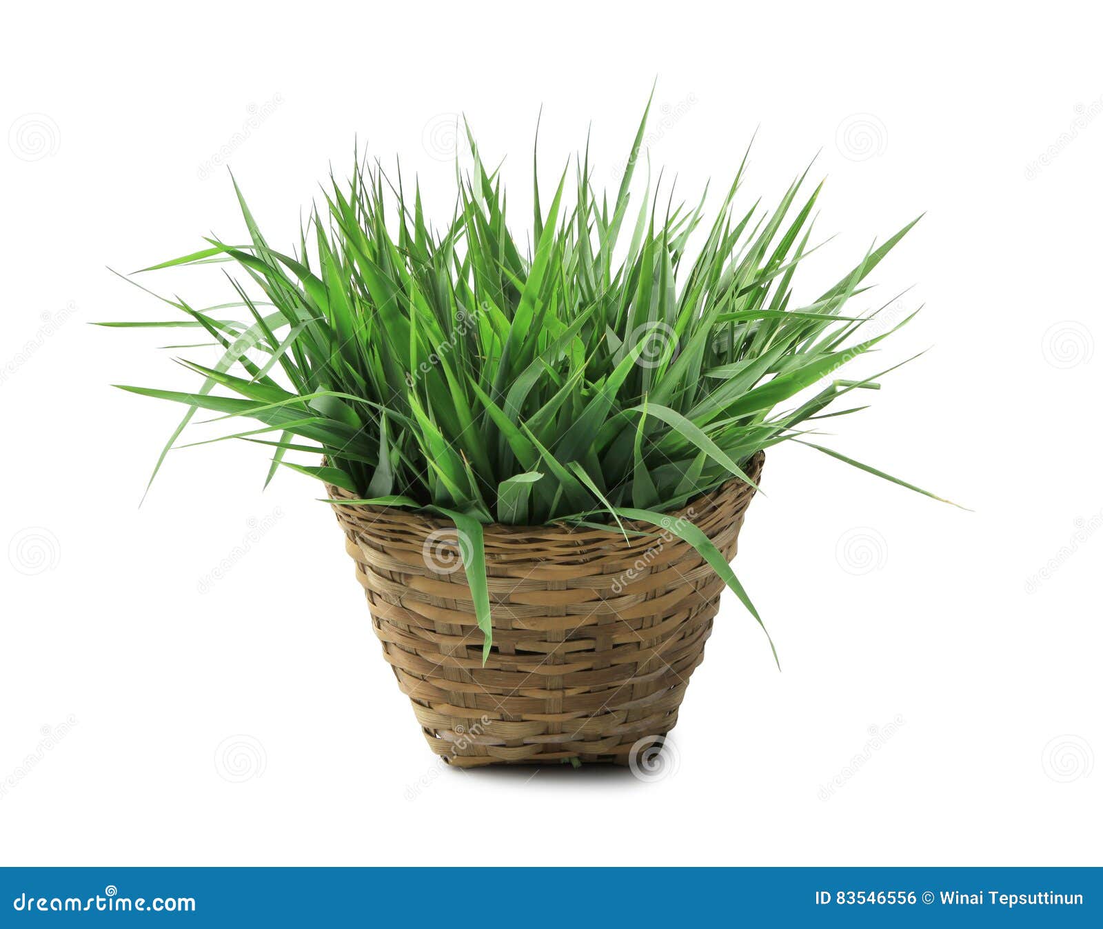 Fresh grass in basket stock photo. Image of background 83546556