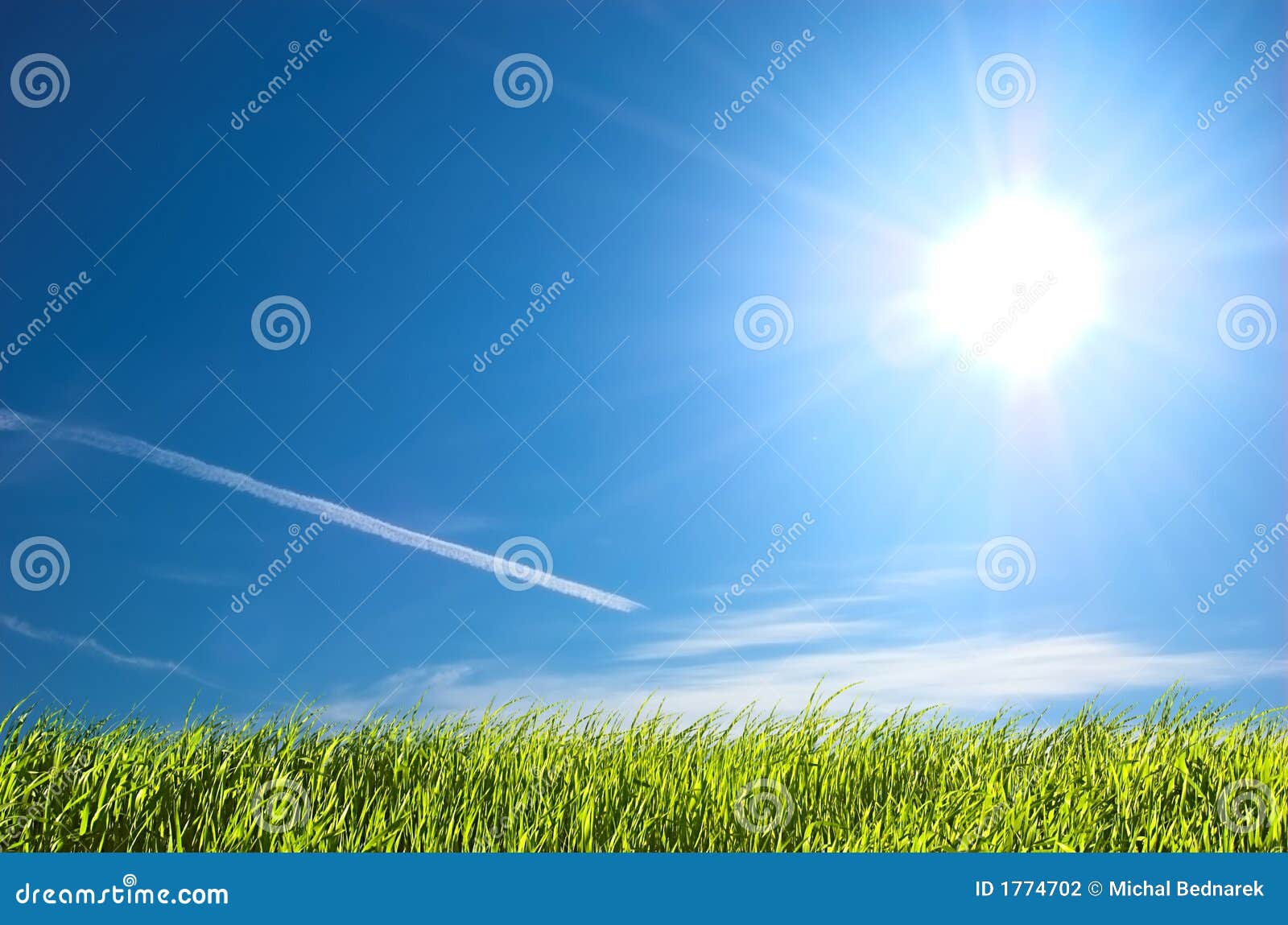 fresh grass and blue sunny sky