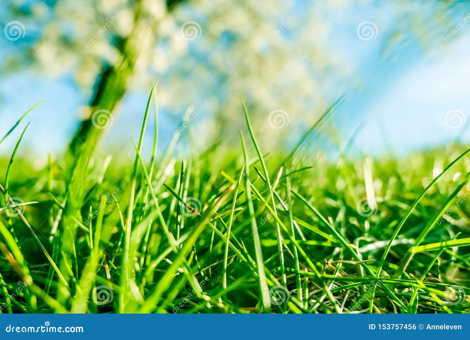 Fresh Grass and Sunny Blue Sky on a Green Field at Sunrise, Nature of