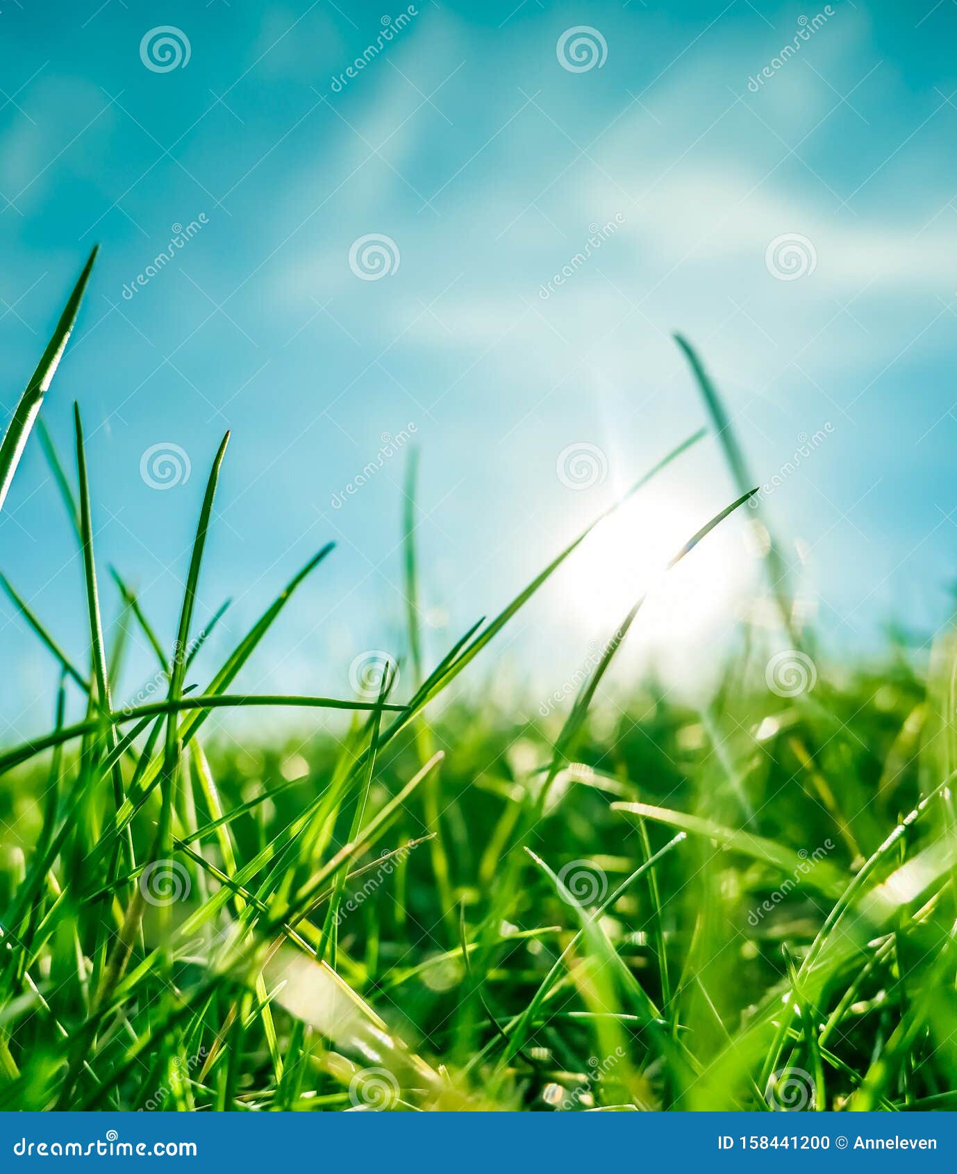 Fresh Grass And Sunny Blue Sky On A Green Field At Sunrise, Nature Of