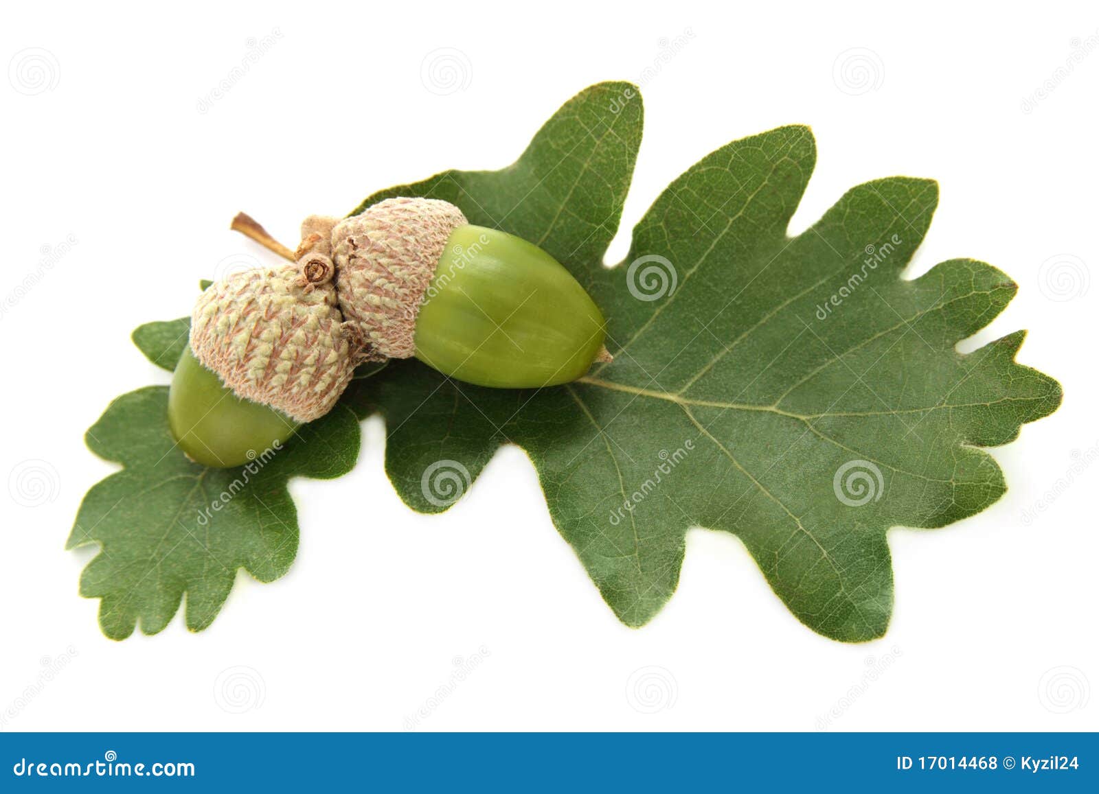fresh green acorns with leaves