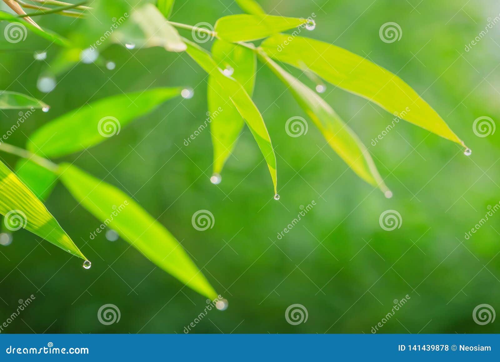Good Morning Nature Stock Photo Image Of Bamboo Condensation