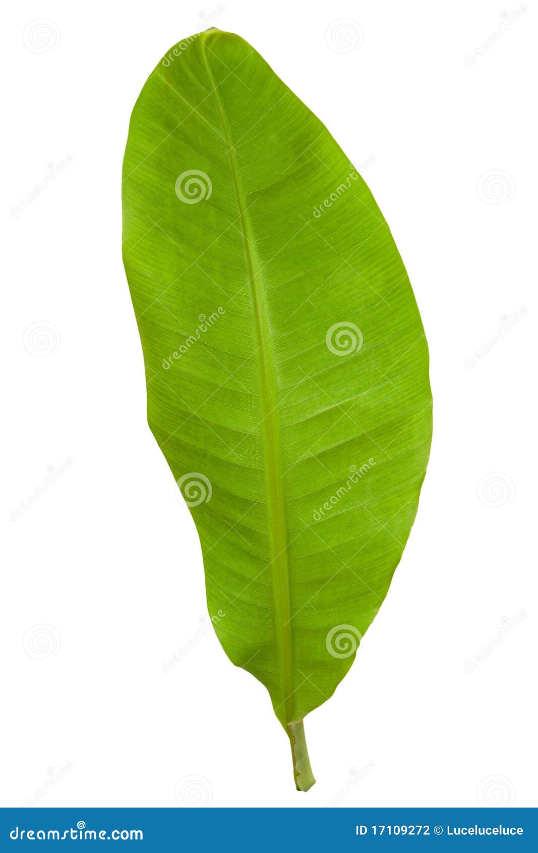 Fresh Green Banana Leaf stock photo. Image of nature 17109272