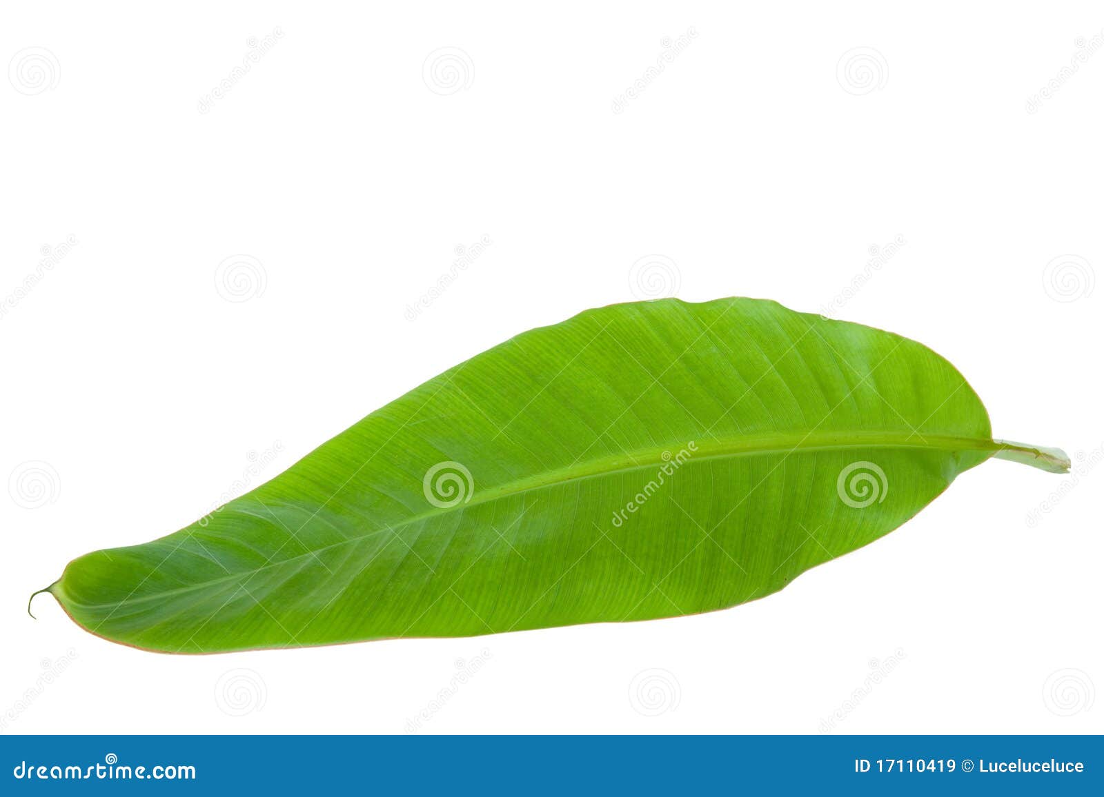 clip art banana leaf - photo #42