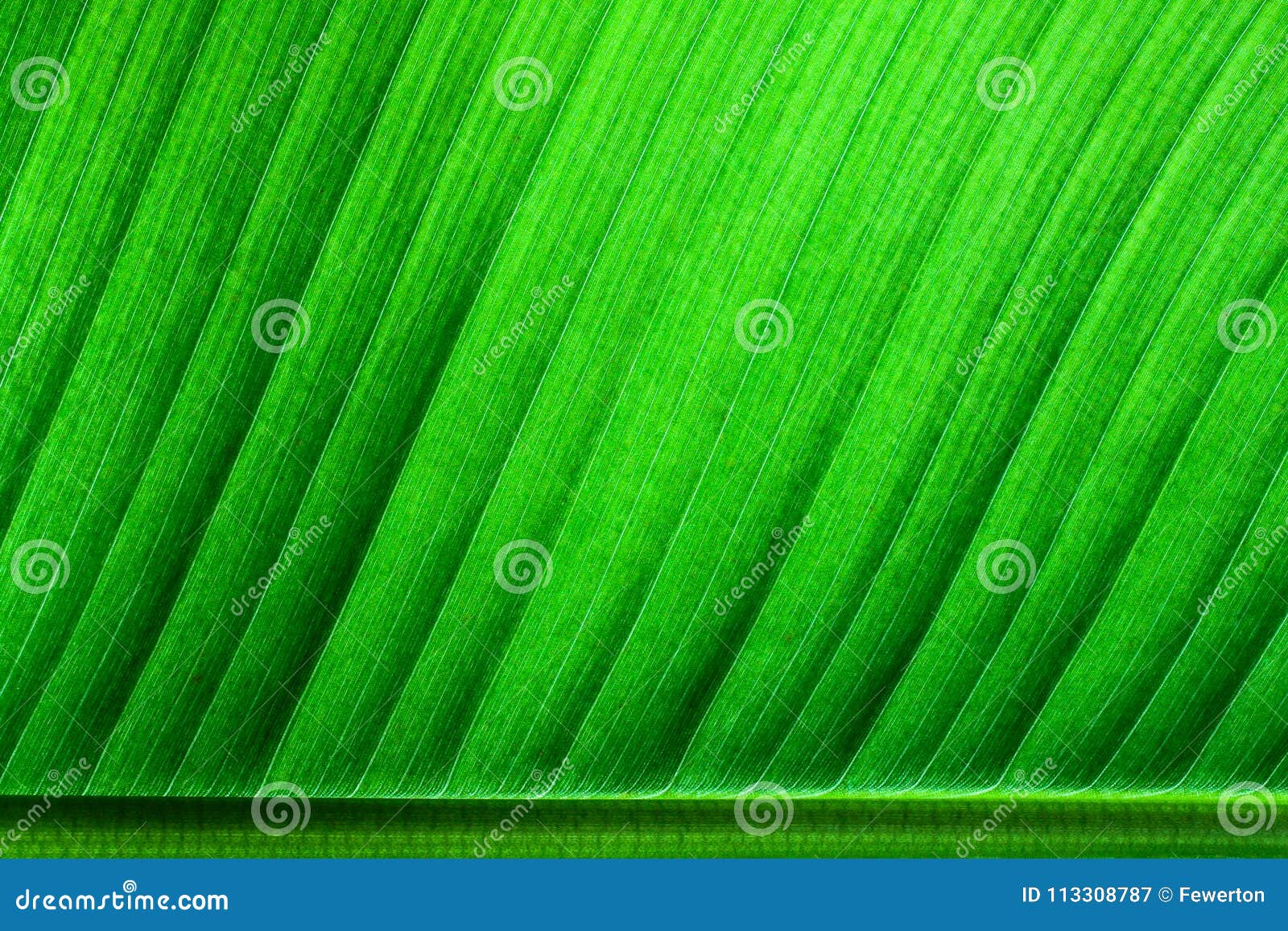 fresh green banana leaf surface structure extreme macro closeup photo with midrib on the lower side of the frame