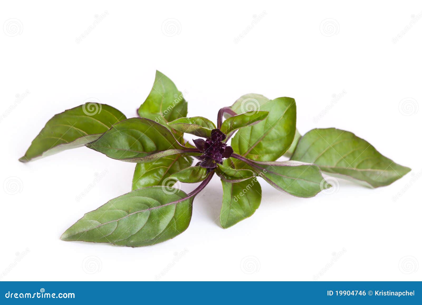 Fresh green basil stock photo. Image of salad, sweet 19904746