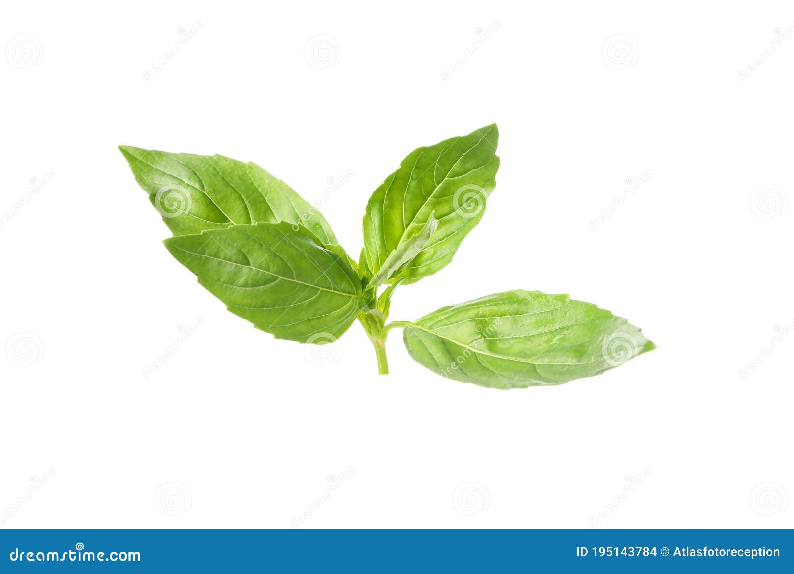 Fresh Green Basil Isolated on White Background Stock Photo Image of