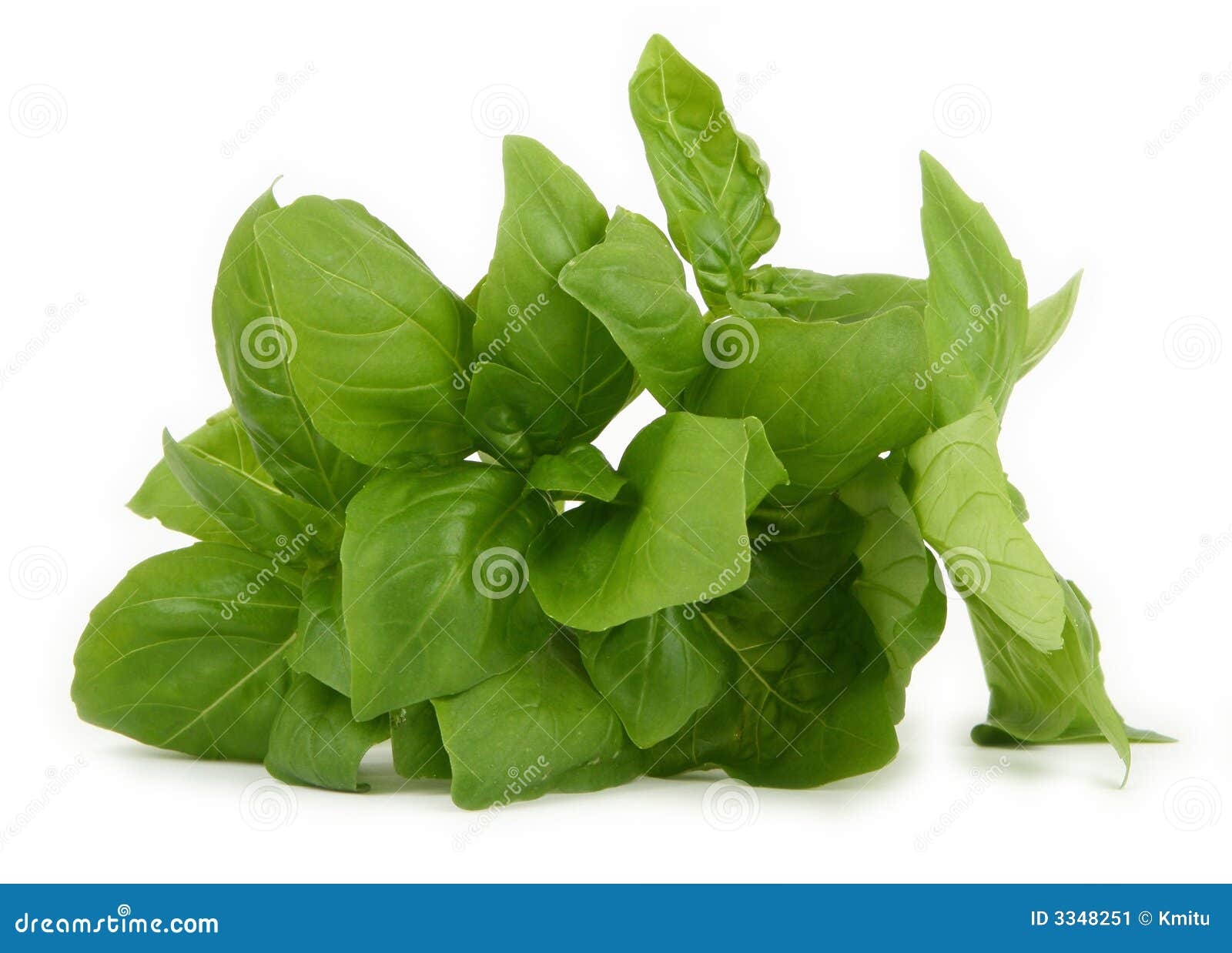 Fresh green basil leaves stock image. Image of leafy, isolated 3348251