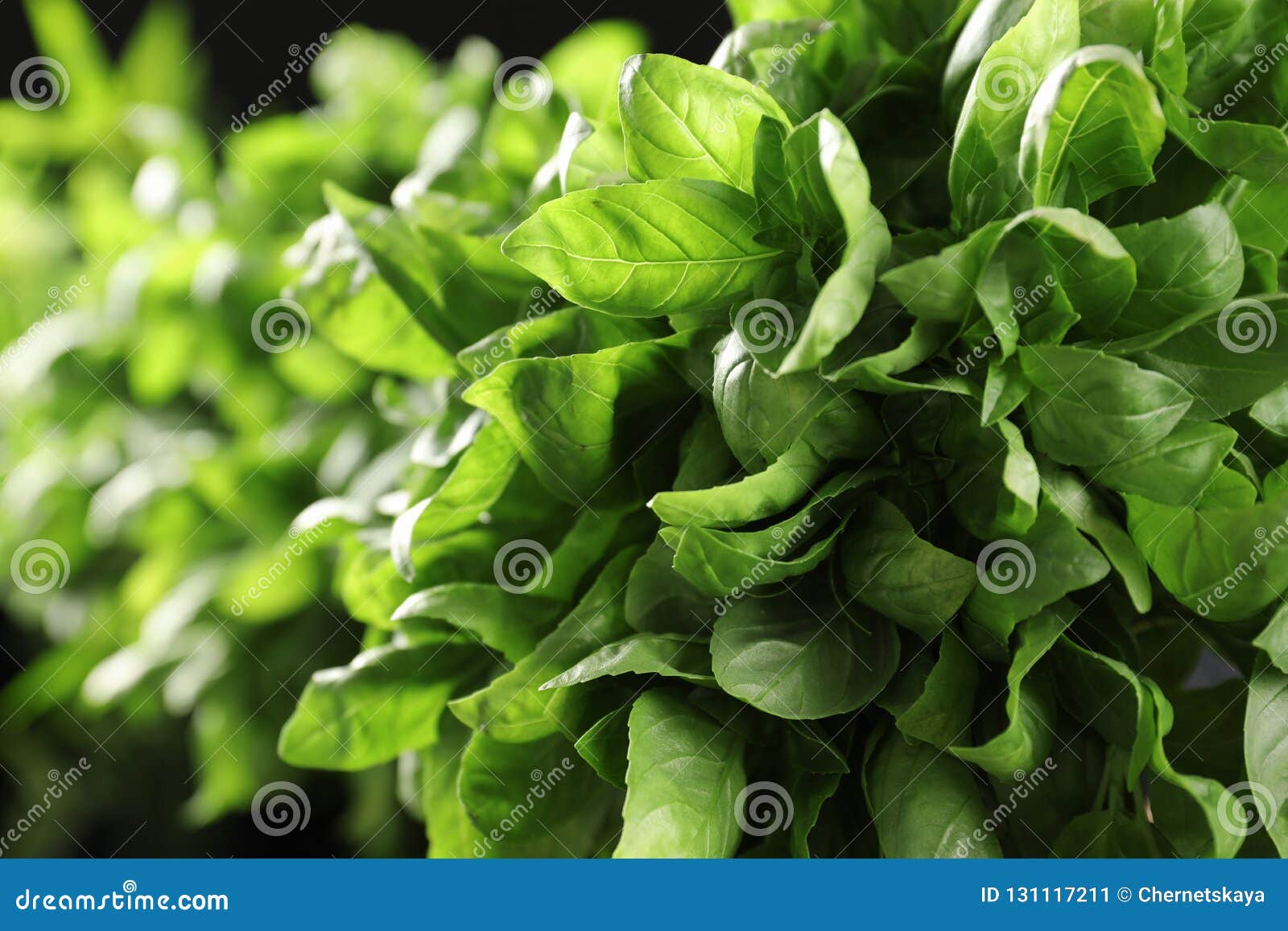 Fresh Green Basil Leaves, Closeup Stock Image Image of culinary, diet