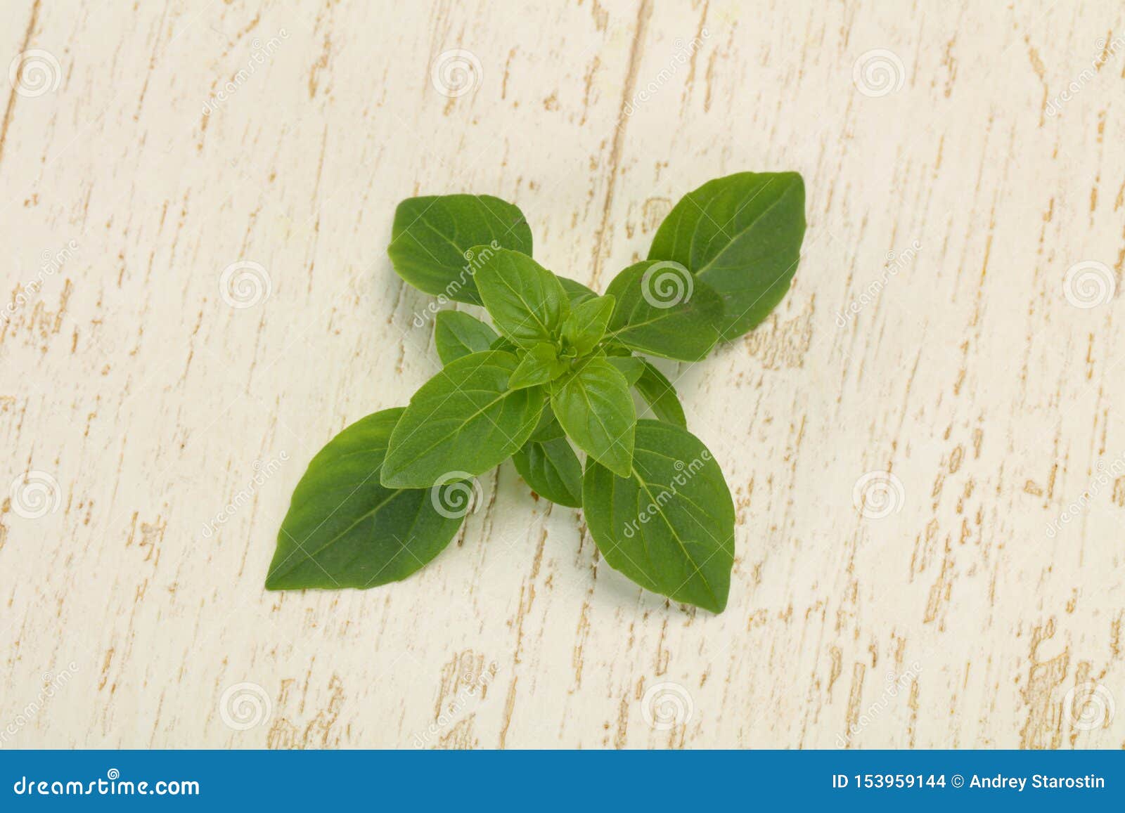 Fresh Green Basil Leaves for Cooking Stock Photo Image of healthy