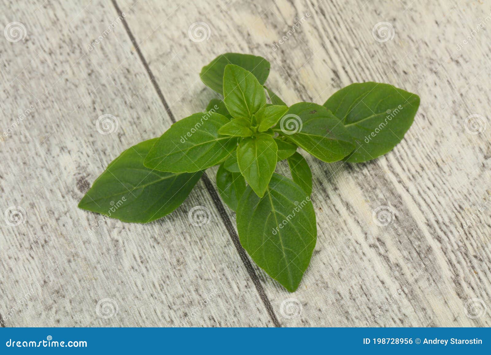 Fresh Green Basil Leaves for Cooking Stock Photo Image of food