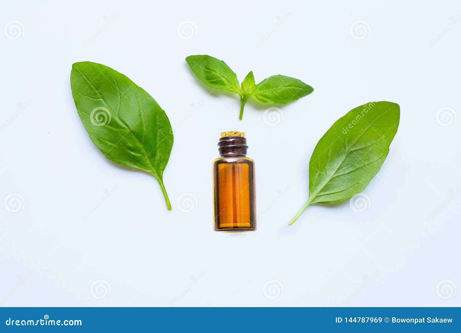 Fresh Green Basil Leaves with Essential Oil Stock Image Image of dinner, homemade 144787969