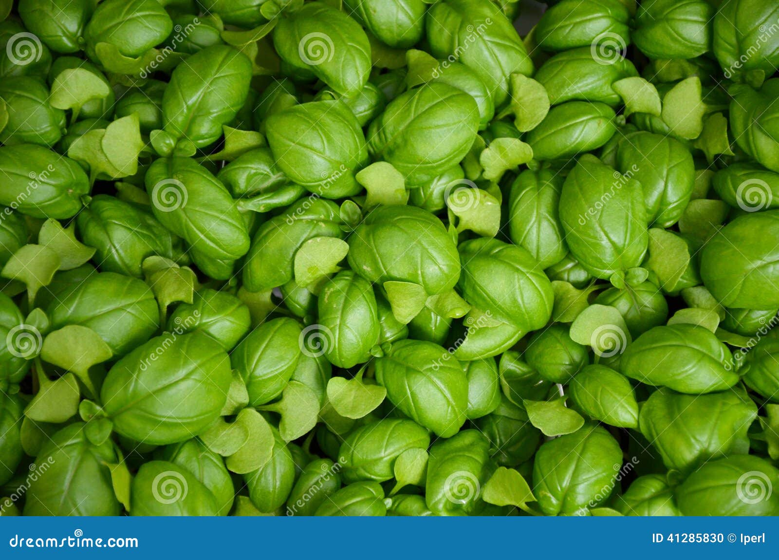 Fresh green basil leaves stock photo. Image of herb, plant 41285830