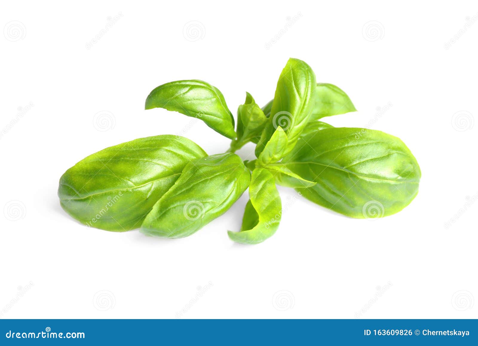 Fresh Green Basil Leaves Isolated on White Stock Photo Image of