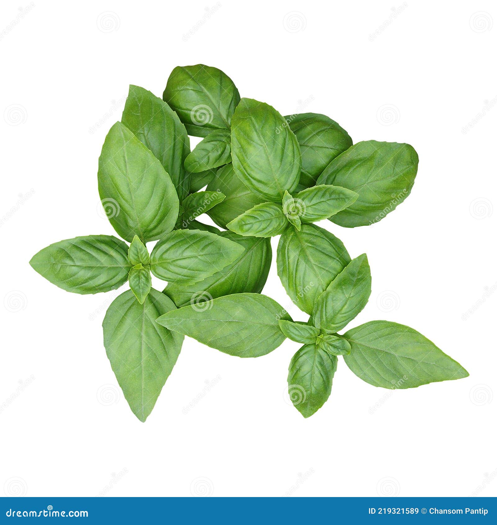fresh green basil leaves organic culinary herb plant native to tropical region used in cuisines worldwide, top viiew pile of sweet