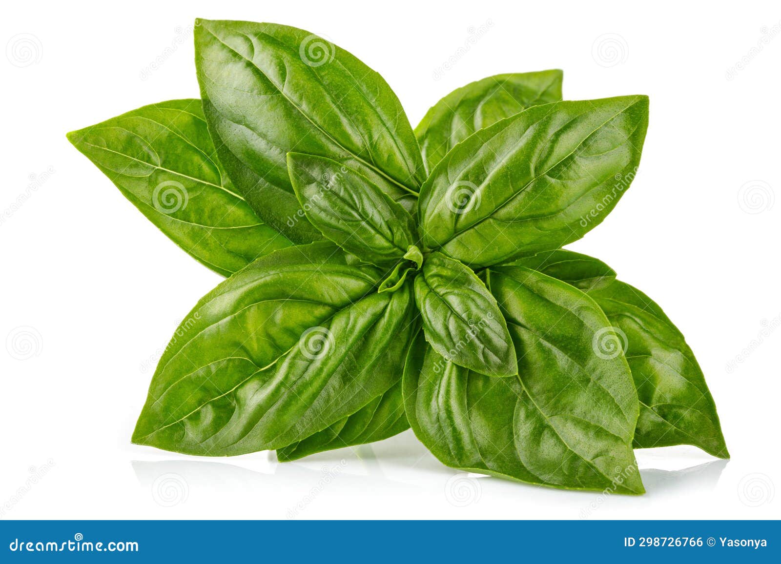 Fresh Green Basil Leaves. Basil Organic Herb Leaf Stock Photo Image