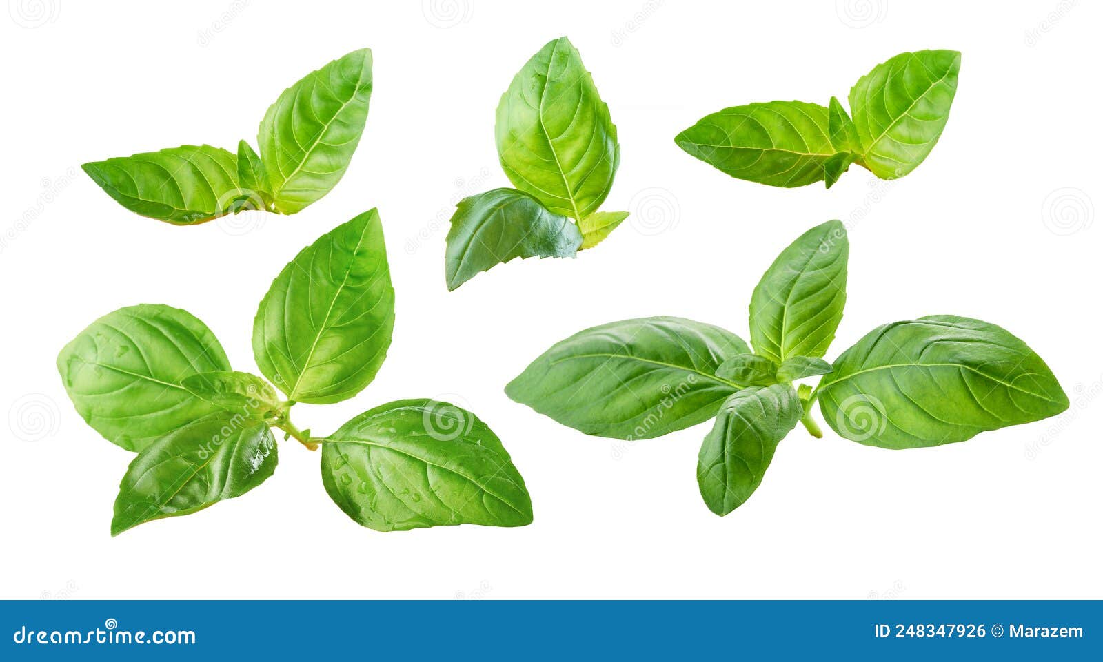 Fresh green basil leaves stock photo. Image of healthy 248347926