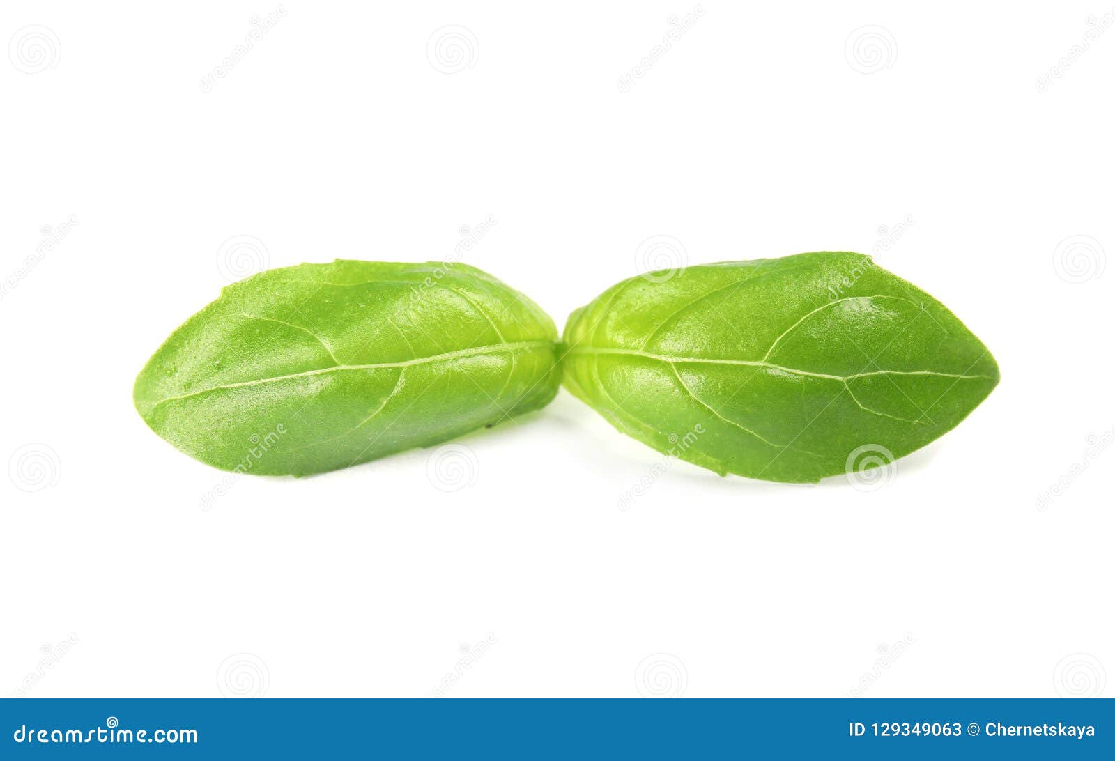 Fresh green basil leaves stock image. Image of leaves 129349063