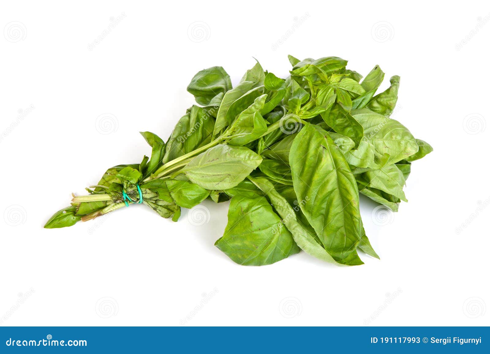 Fresh Green Basil Leaves on White Background Stock Image Image of