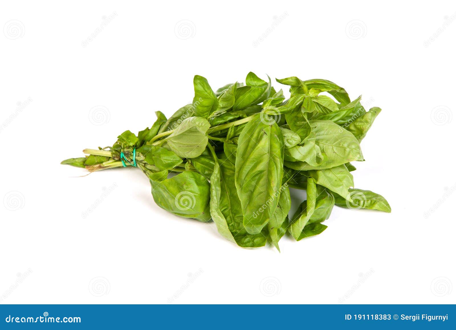 Fresh Green Basil Leaves on White Background Stock Image Image of