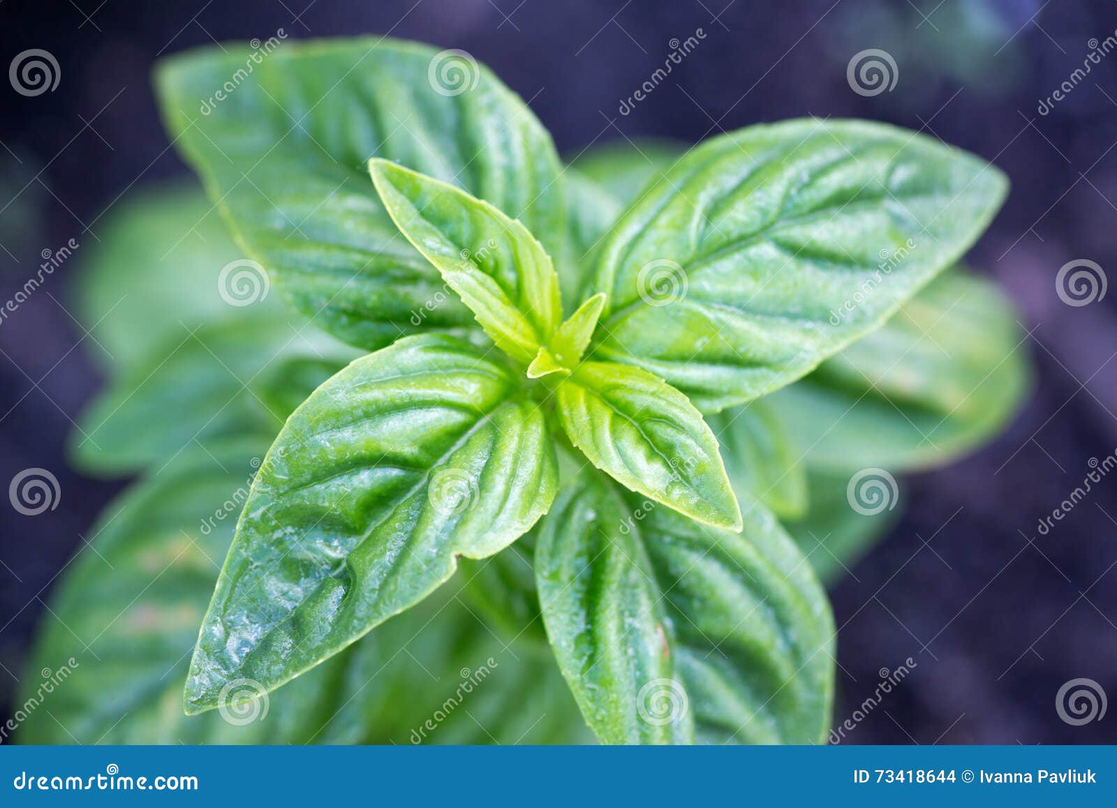 Fresh Green Basil. Popular Spice Stock Photo Image of italian