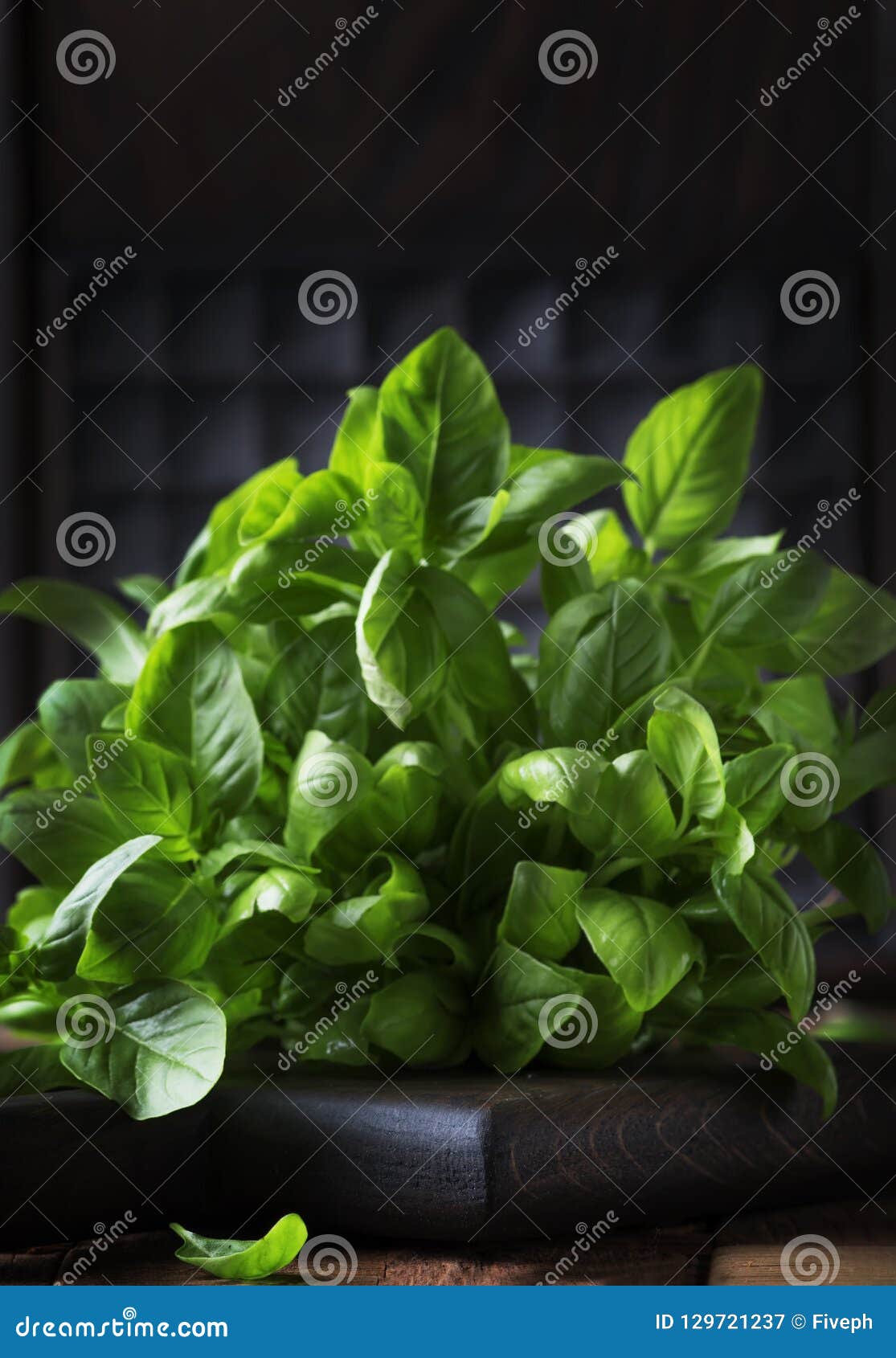 Fresh Green Basil, Spice Herb, Selective Focus Stock Image Image of