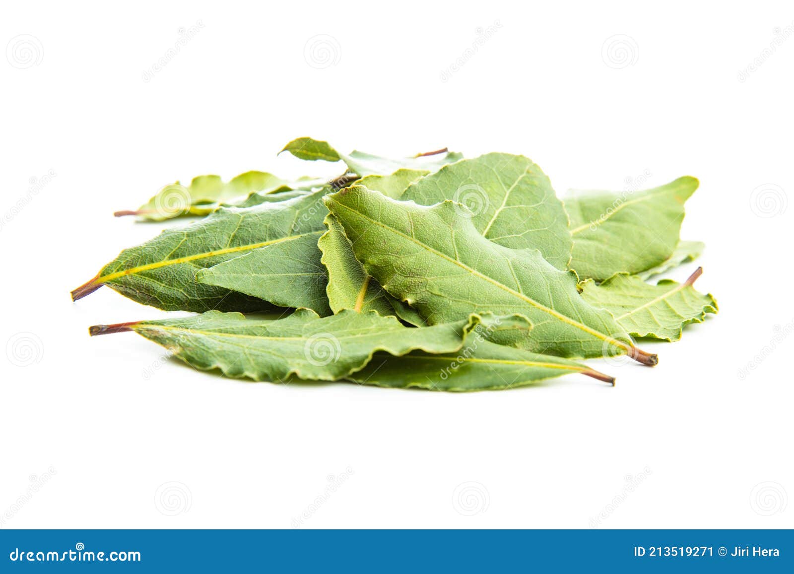 Fresh green bay leaves stock image. Image of isolated 213519271