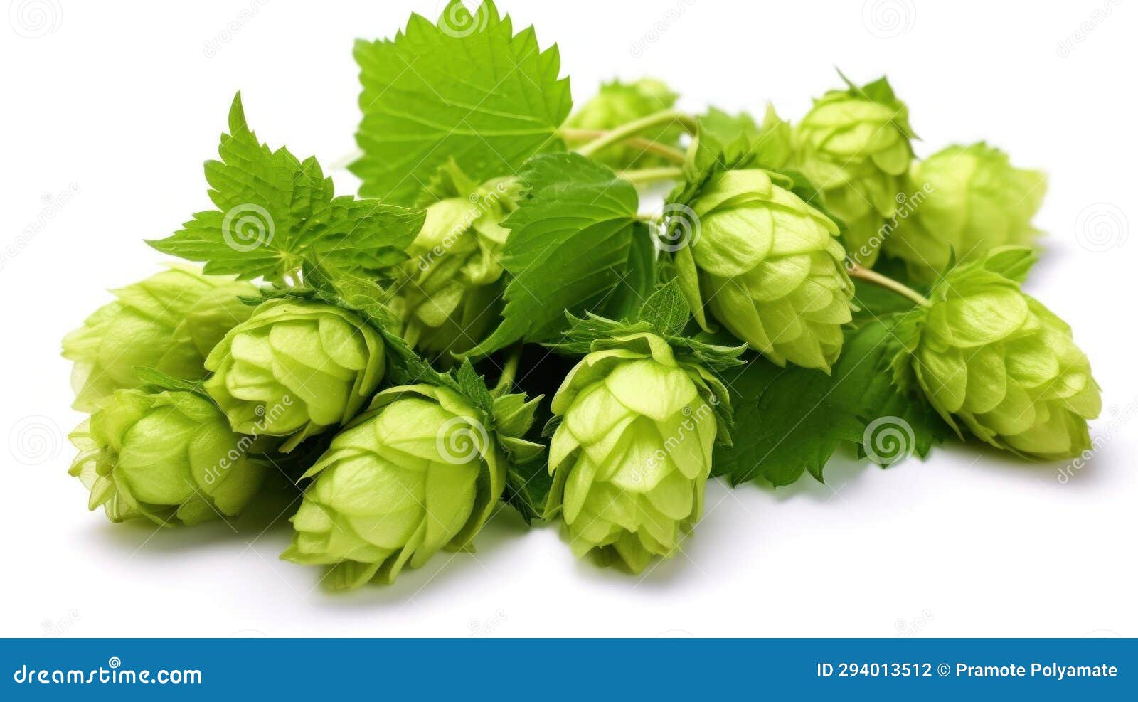Fresh Green Beer Hops Isolated on a White Background Stock Illustration