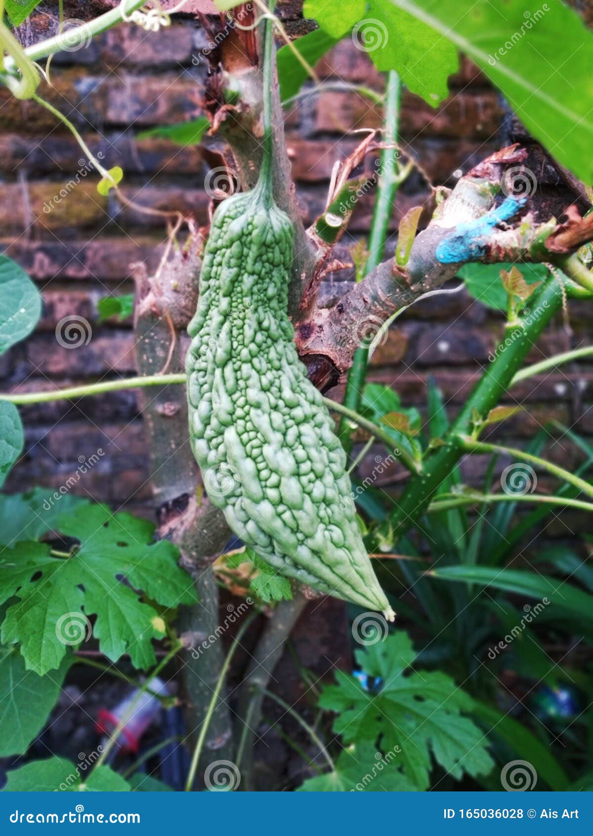 Fresh Green Bitter Melon At Home Garden With Leaf Stock Photo Image