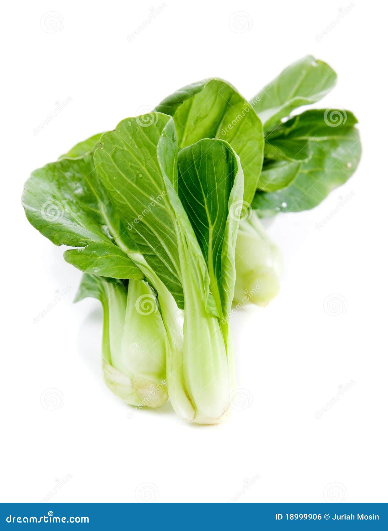 Fresh Green Bok Choi, an Oriental Vegetable. Stock Photo Image of