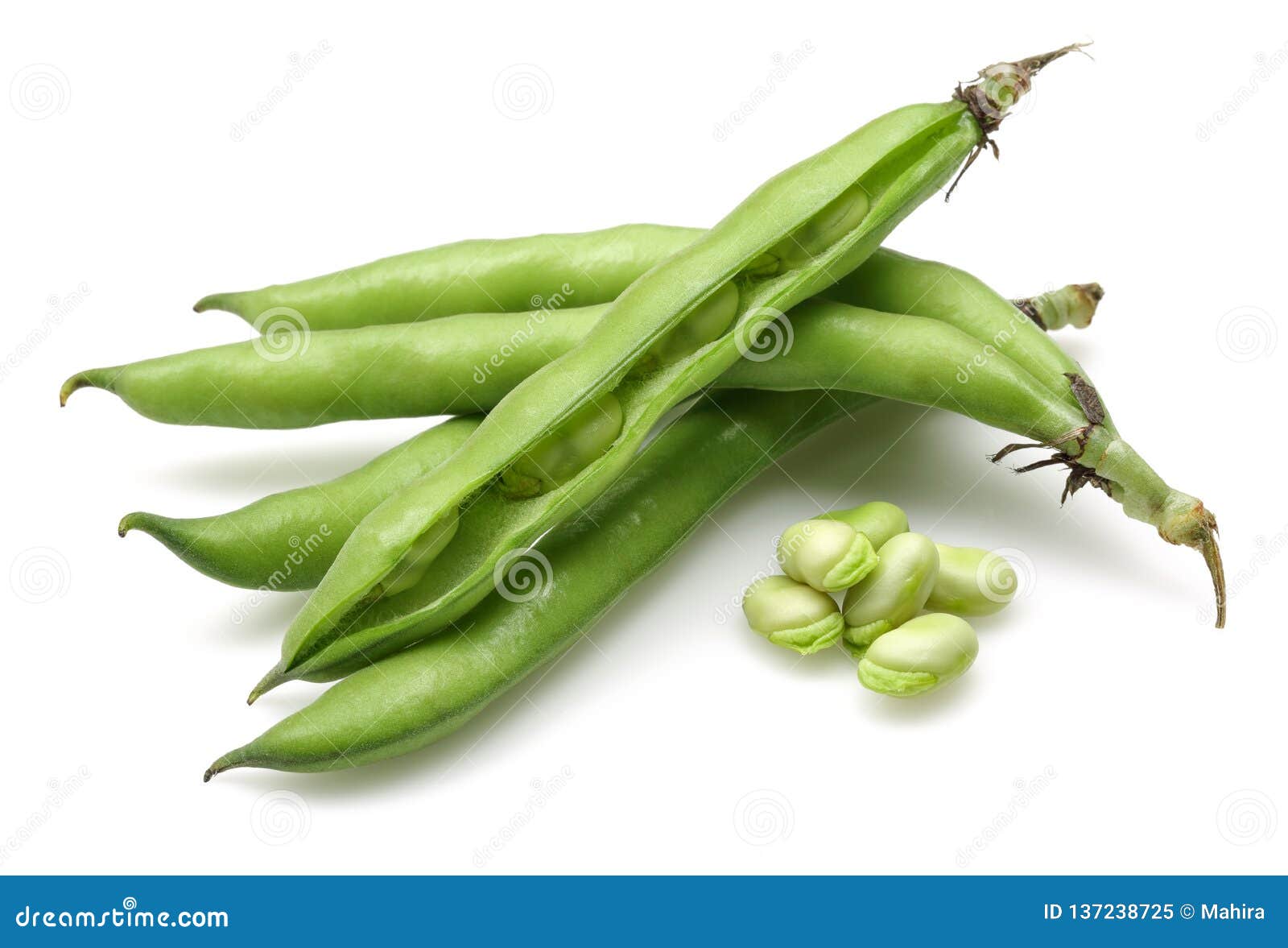 Fresh Green Broad Beans on White Background Stock Image Image of
