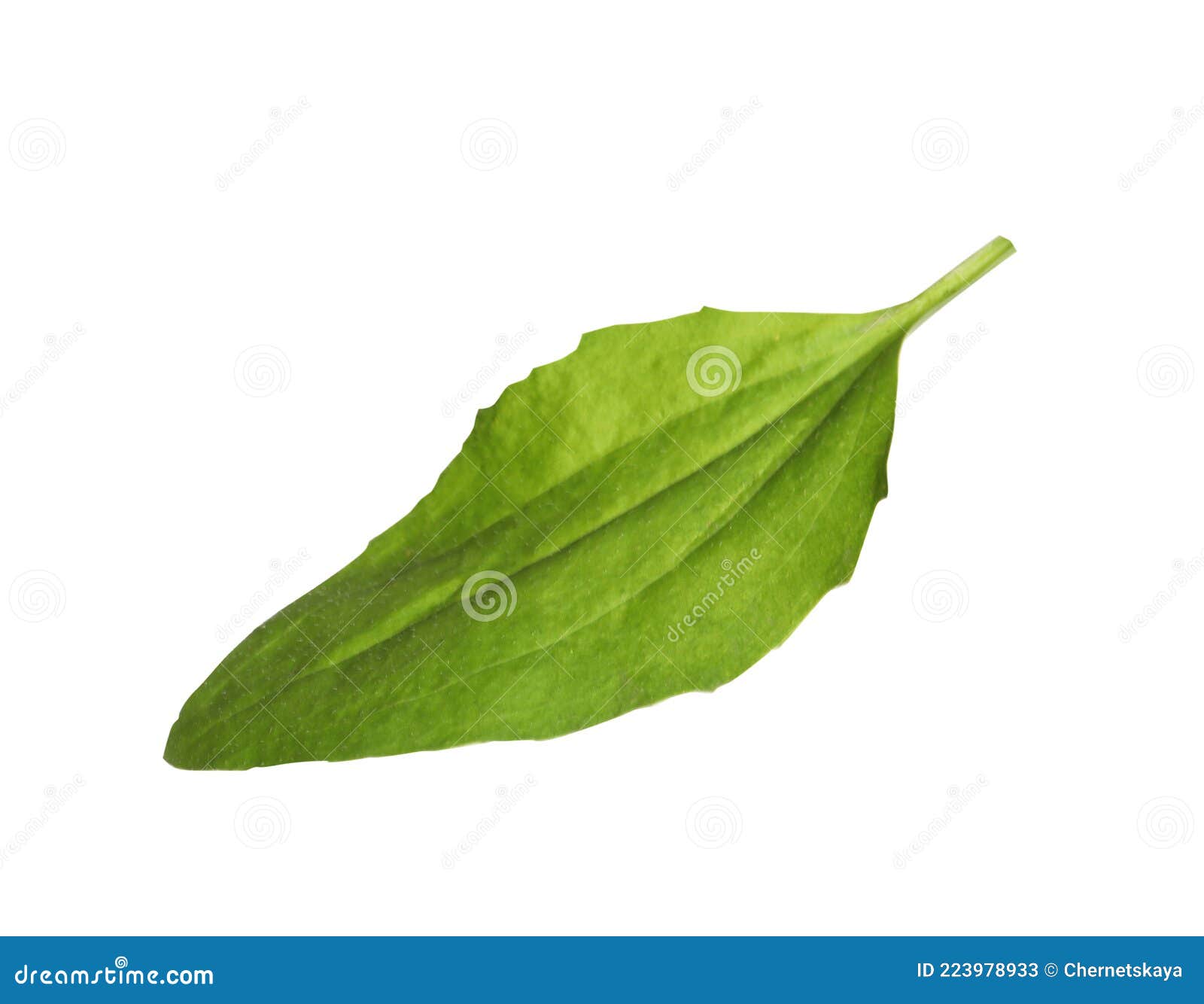 Fresh Green Broadleaf Plantain Leaf Isolated on White Stock Image