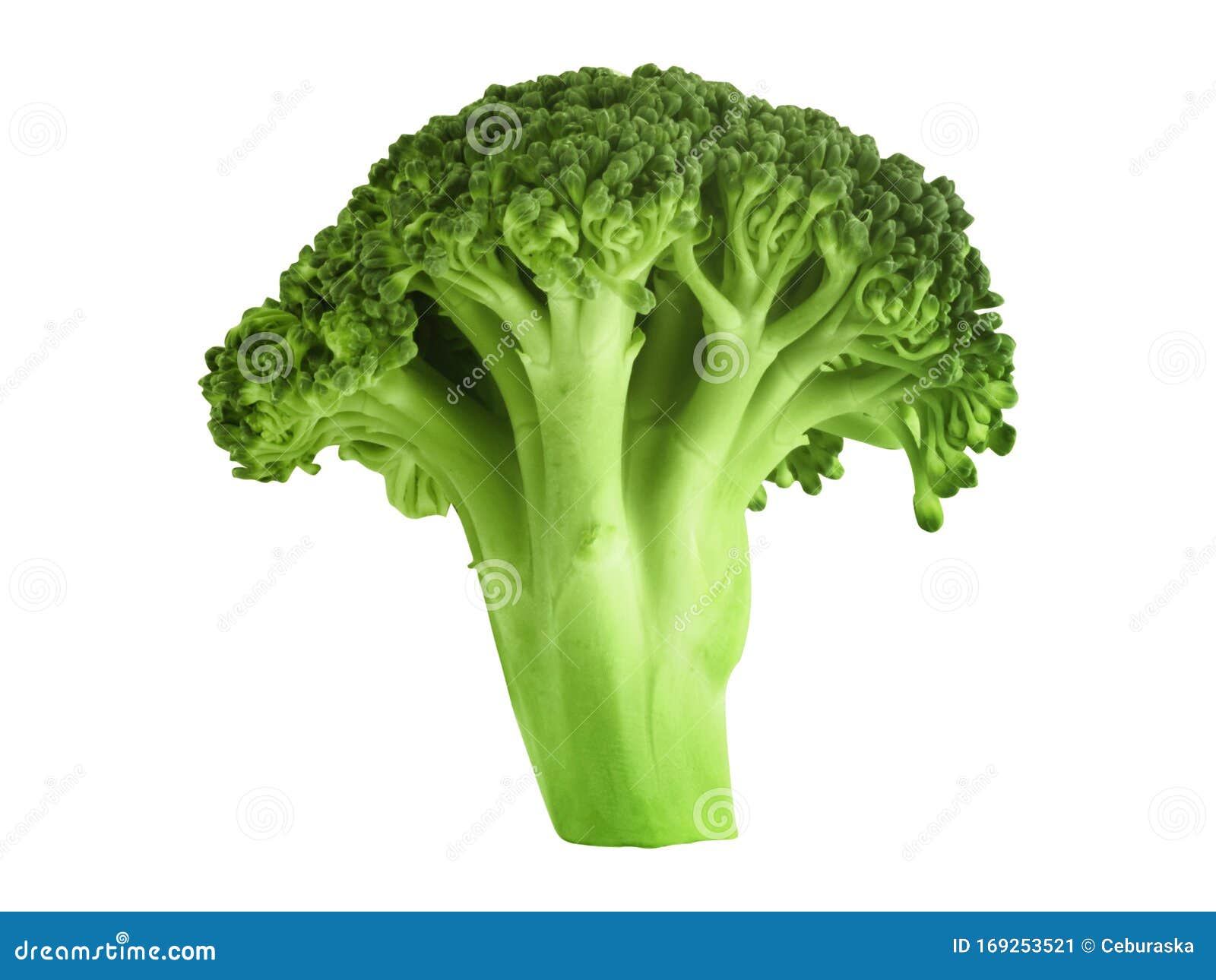 Fresh Green Broccoli Vegetable Isolated Stock Image Image of rich, food 169253521