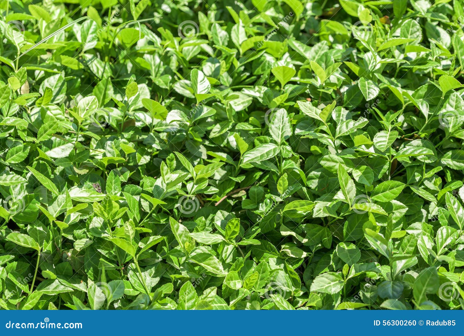 Fresh Green Bush Leaves stock photo. Image of herb, close 56300260